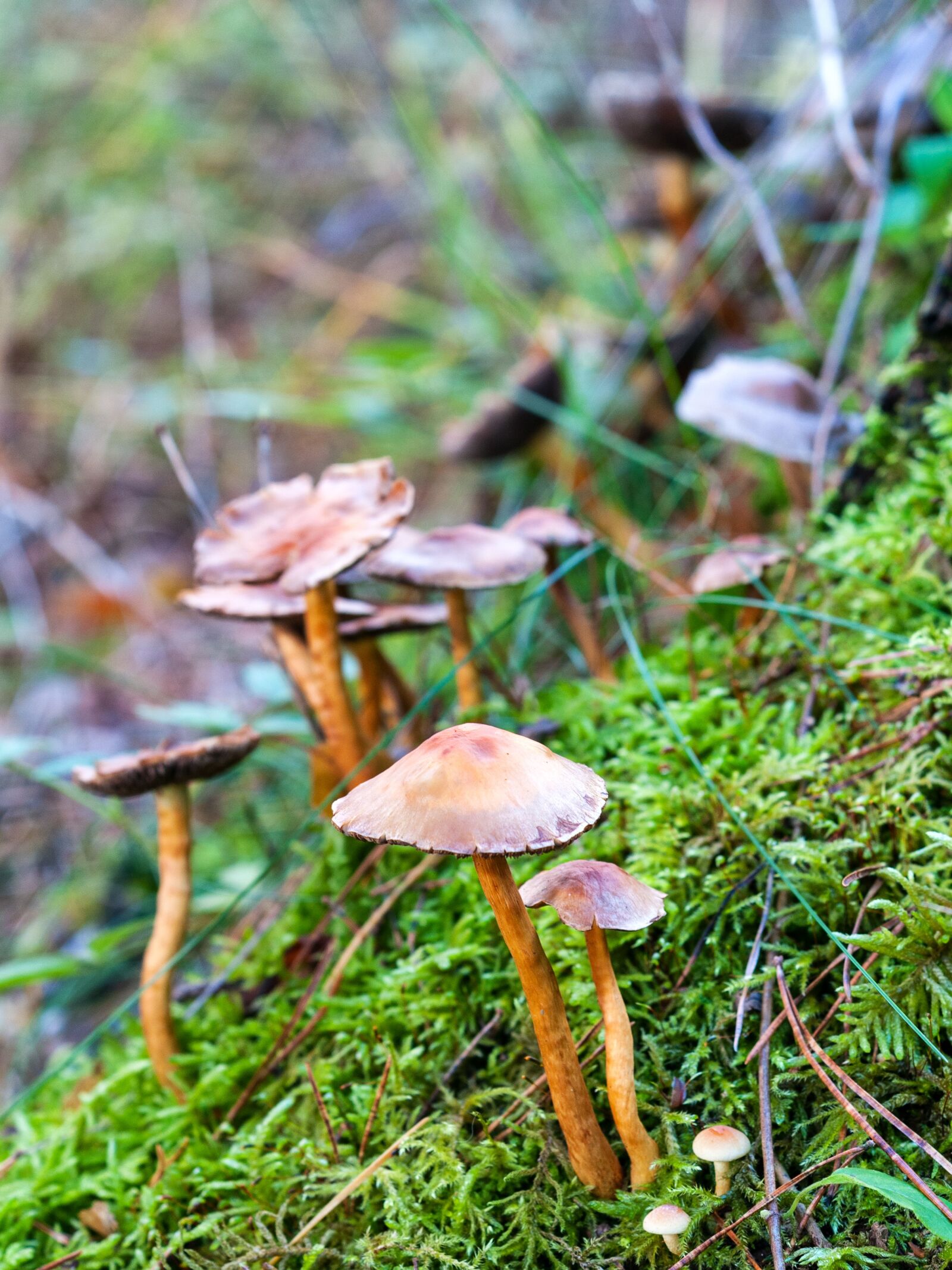 Nikon D300S sample photo. Forest, autumn, mushroom photography