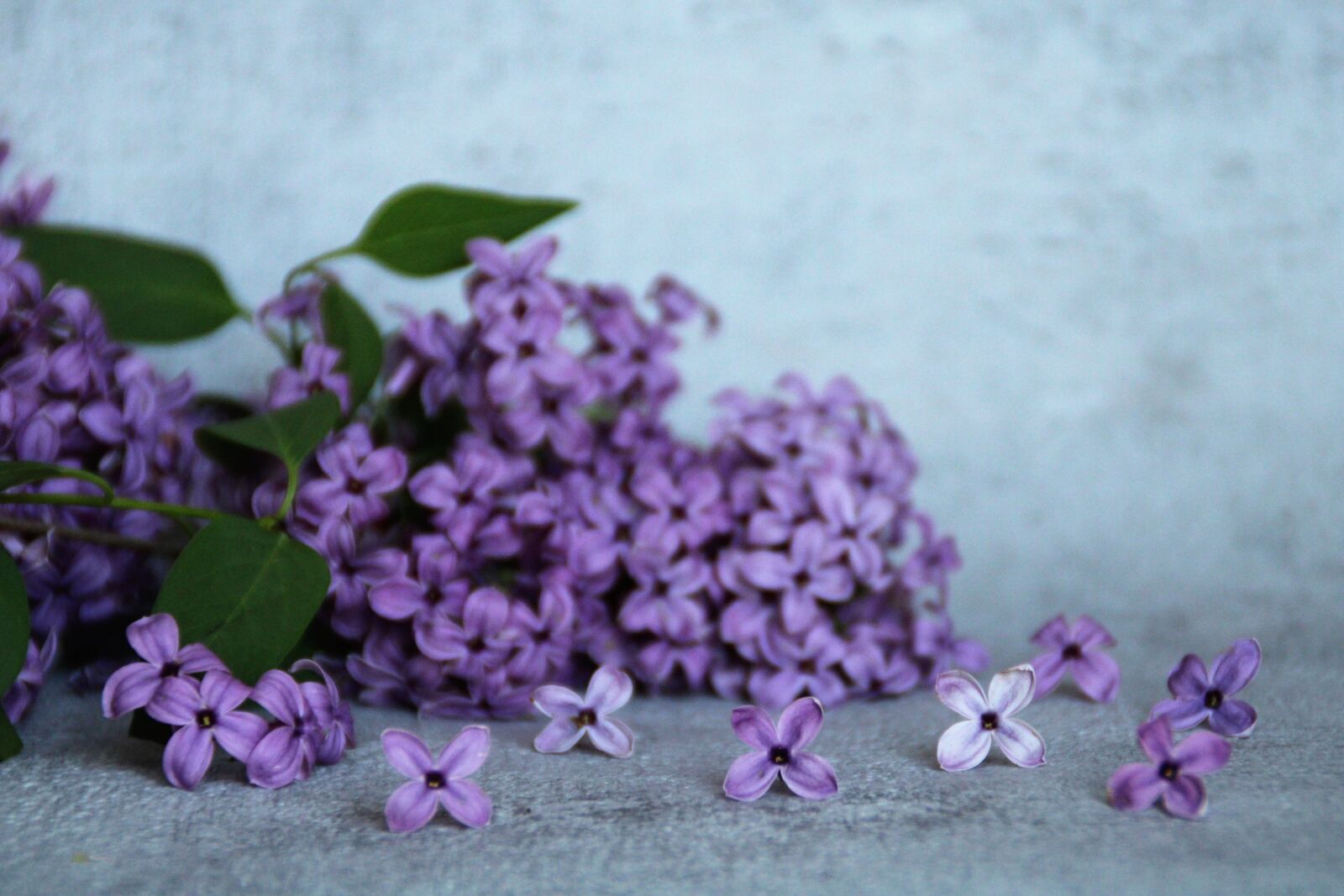 Canon EOS 2000D (EOS Rebel T7 / EOS Kiss X90 / EOS 1500D) sample photo. Lilac, flowers, lilac branch photography