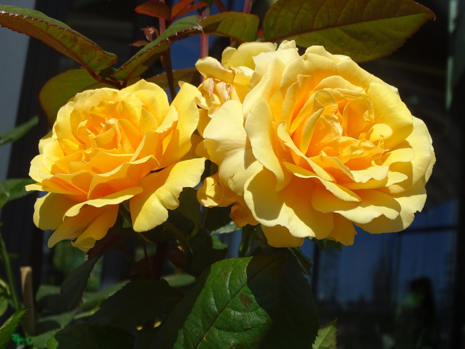 Sony DSC-HX400 sample photo. Roses, flowers, flower photography