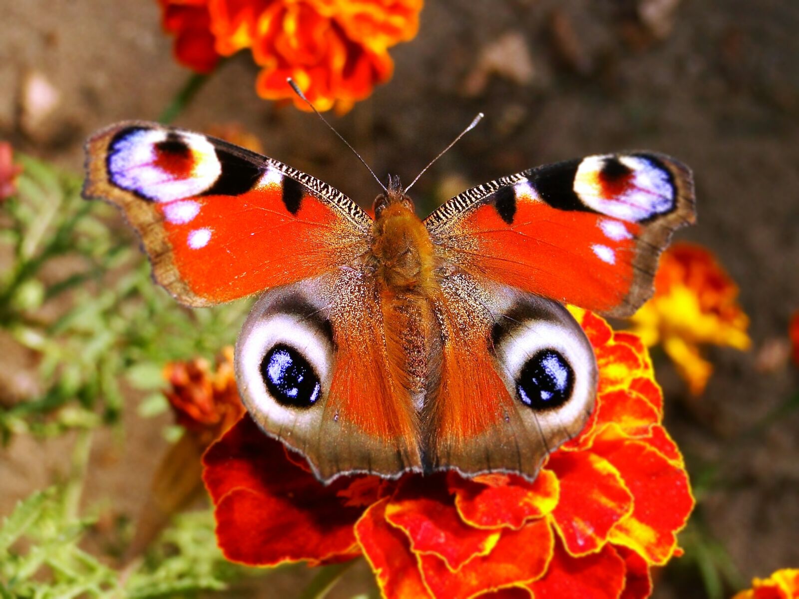 Sony Cyber-shot DSC-HX1 sample photo. Butterfly day, nature, insect photography