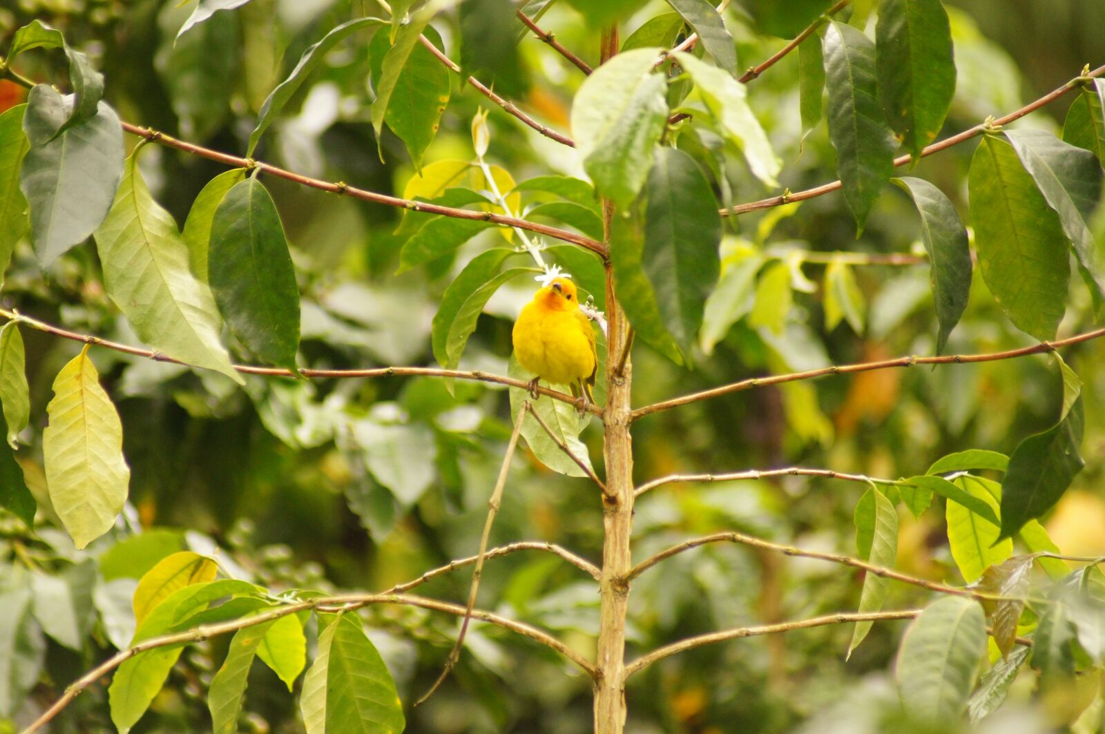 Sony SLT-A55 (SLT-A55V) sample photo. Birds, quimbaya, quindio photography