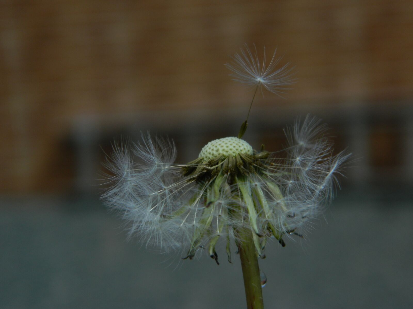 Nikon Coolpix L120 sample photo. Nature, no person, close-up photography