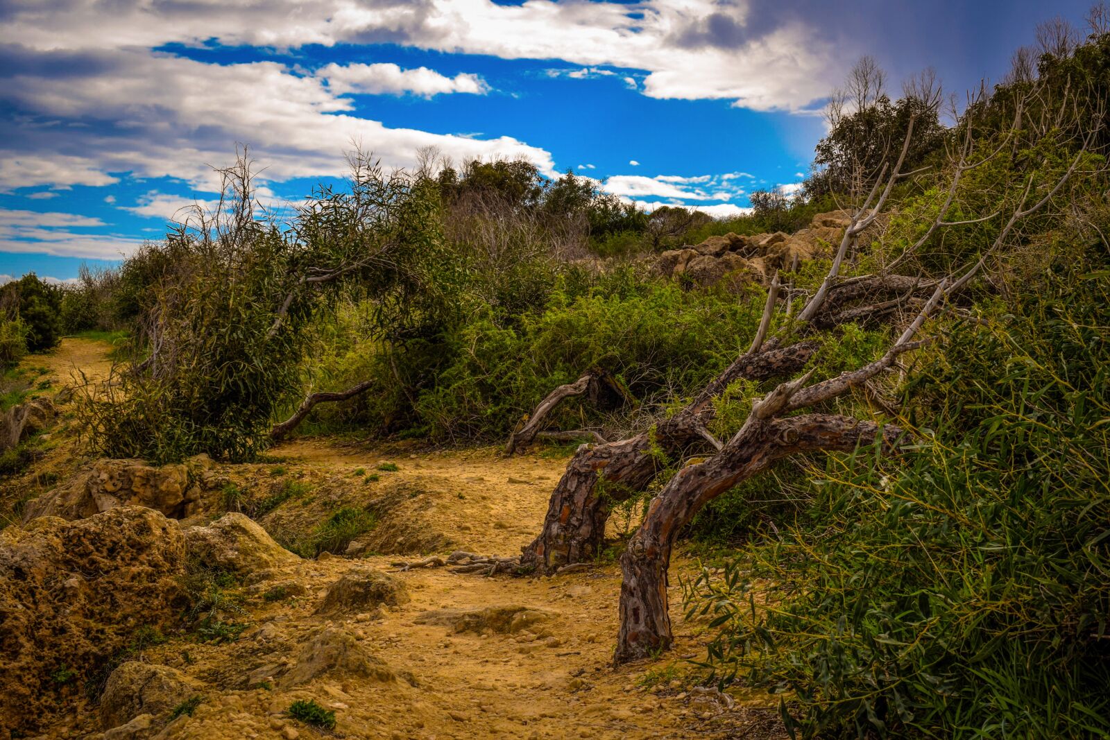 Nikon D3300 sample photo. Path, nature, tree photography