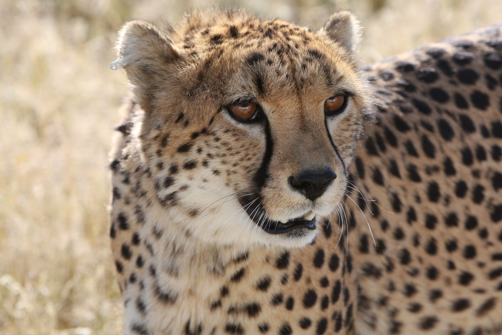 Canon EOS 40D sample photo. Cheetah, namibia, nature photography