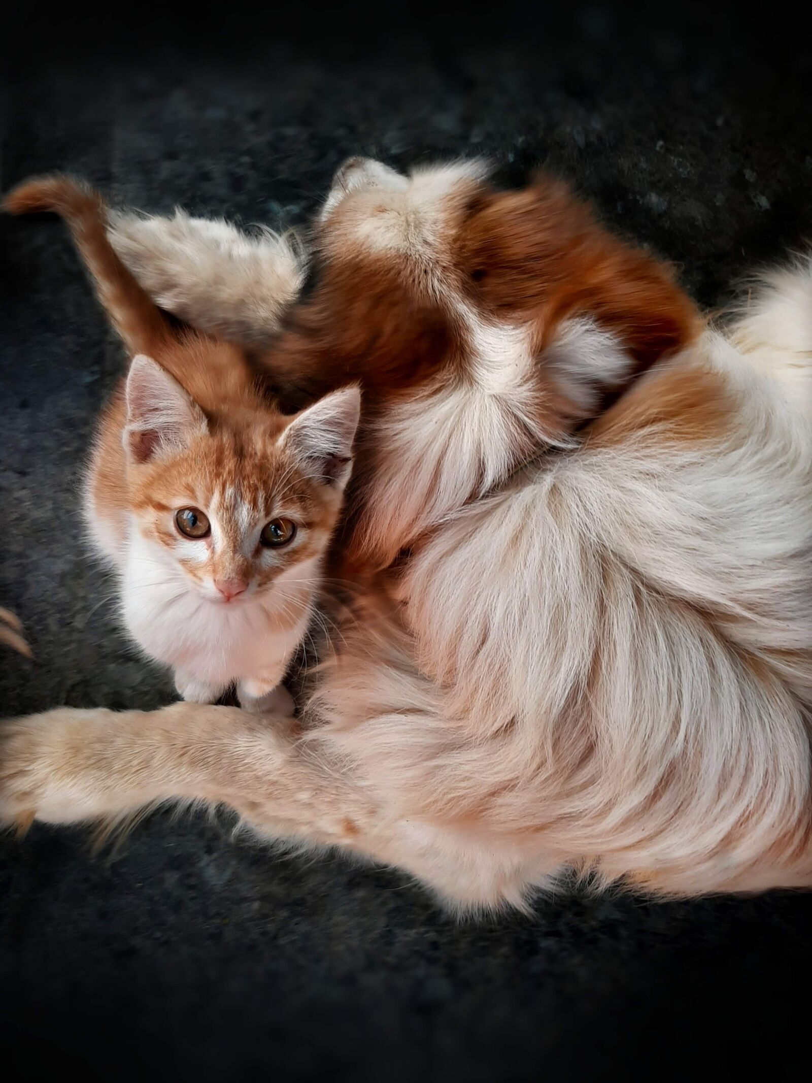 Samsung Galaxy A50 sample photo. Dog, cat, pet photography