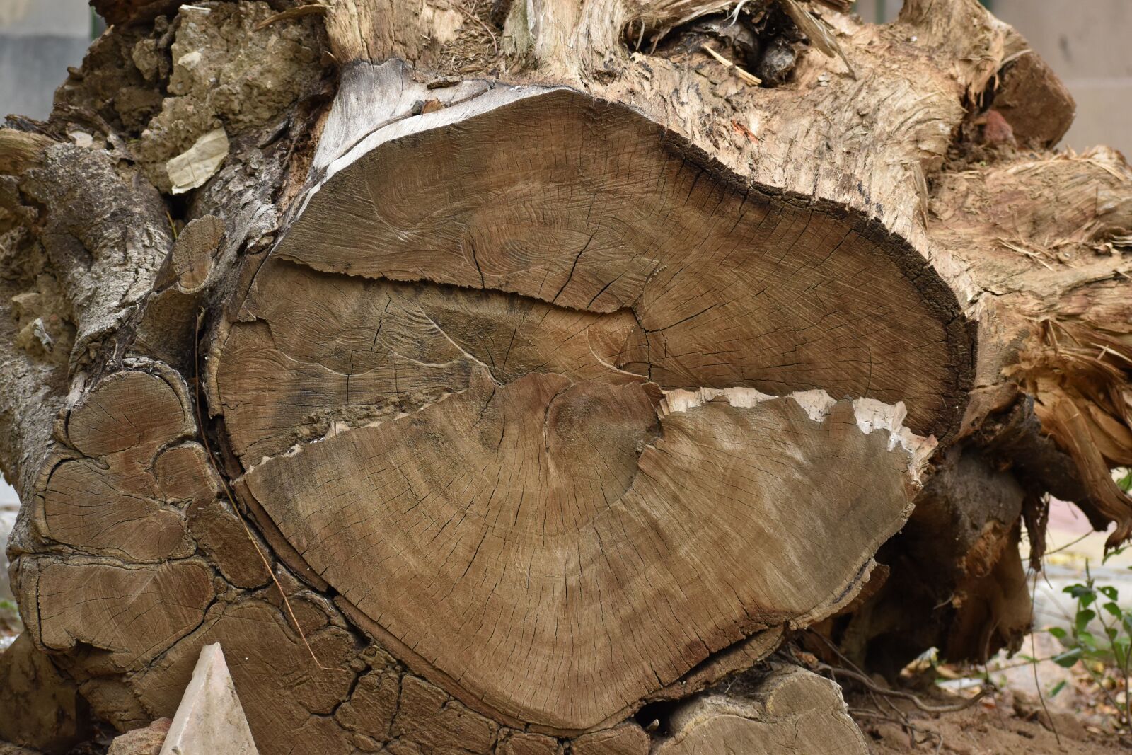 Nikon D5600 sample photo. Trunk, tree, old photography