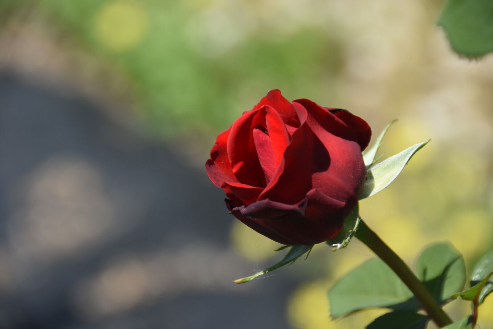 Nikon D7200 sample photo. Rose, maypole queen, garden photography