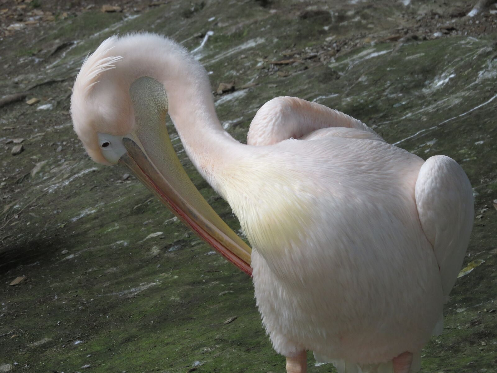 Canon PowerShot SX50 HS sample photo. Animals, bird, pelican photography