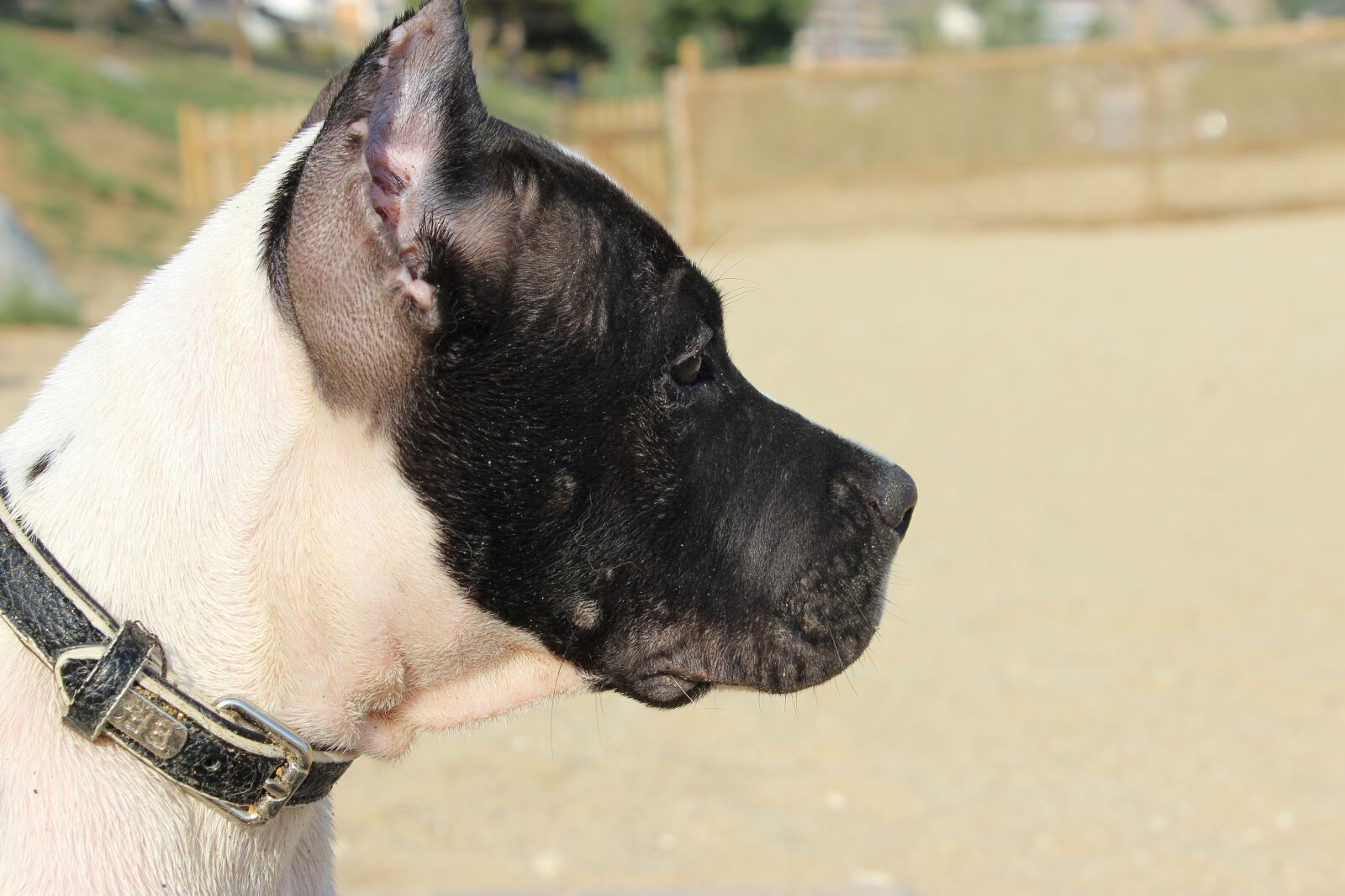 Canon EOS 600D (Rebel EOS T3i / EOS Kiss X5) sample photo. Pet, dog, canine photography