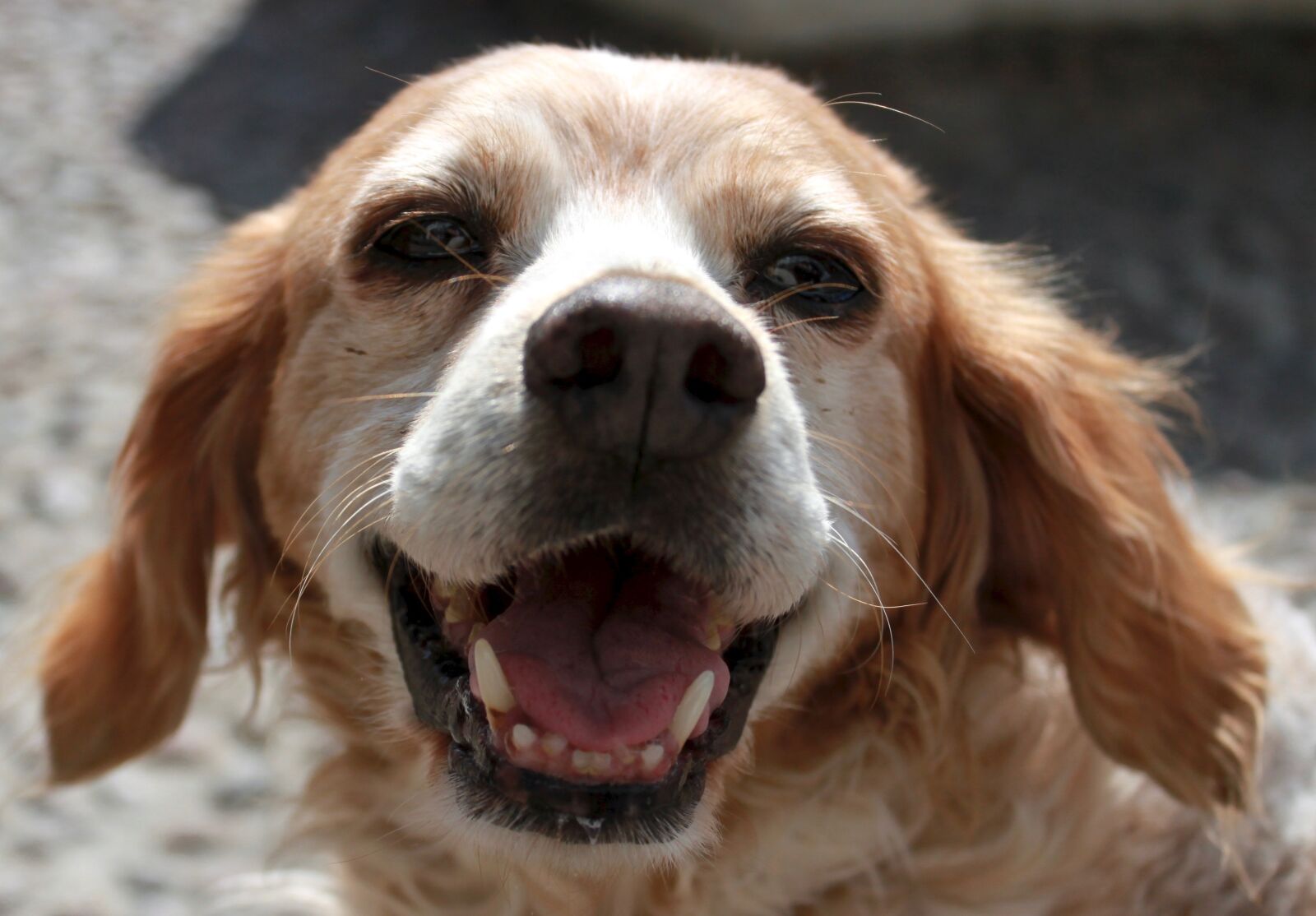 Canon EOS 500D (EOS Rebel T1i / EOS Kiss X3) sample photo. Dog, breton, pointing dog photography