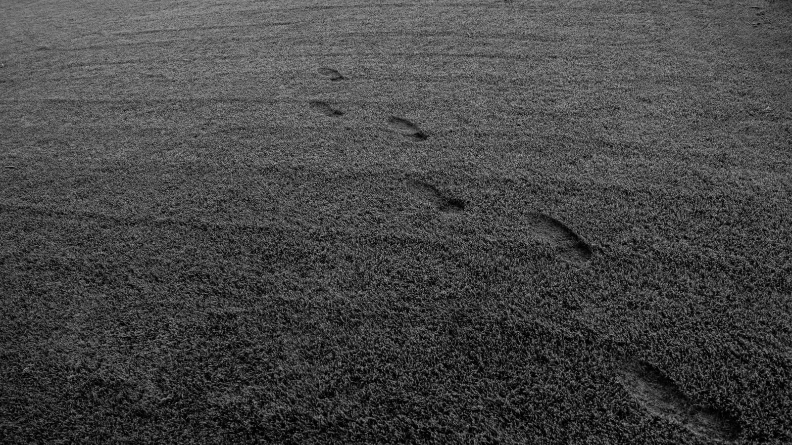 Sony DT 16-50mm F2.8 SSM sample photo. Footprints, frozen, grass photography