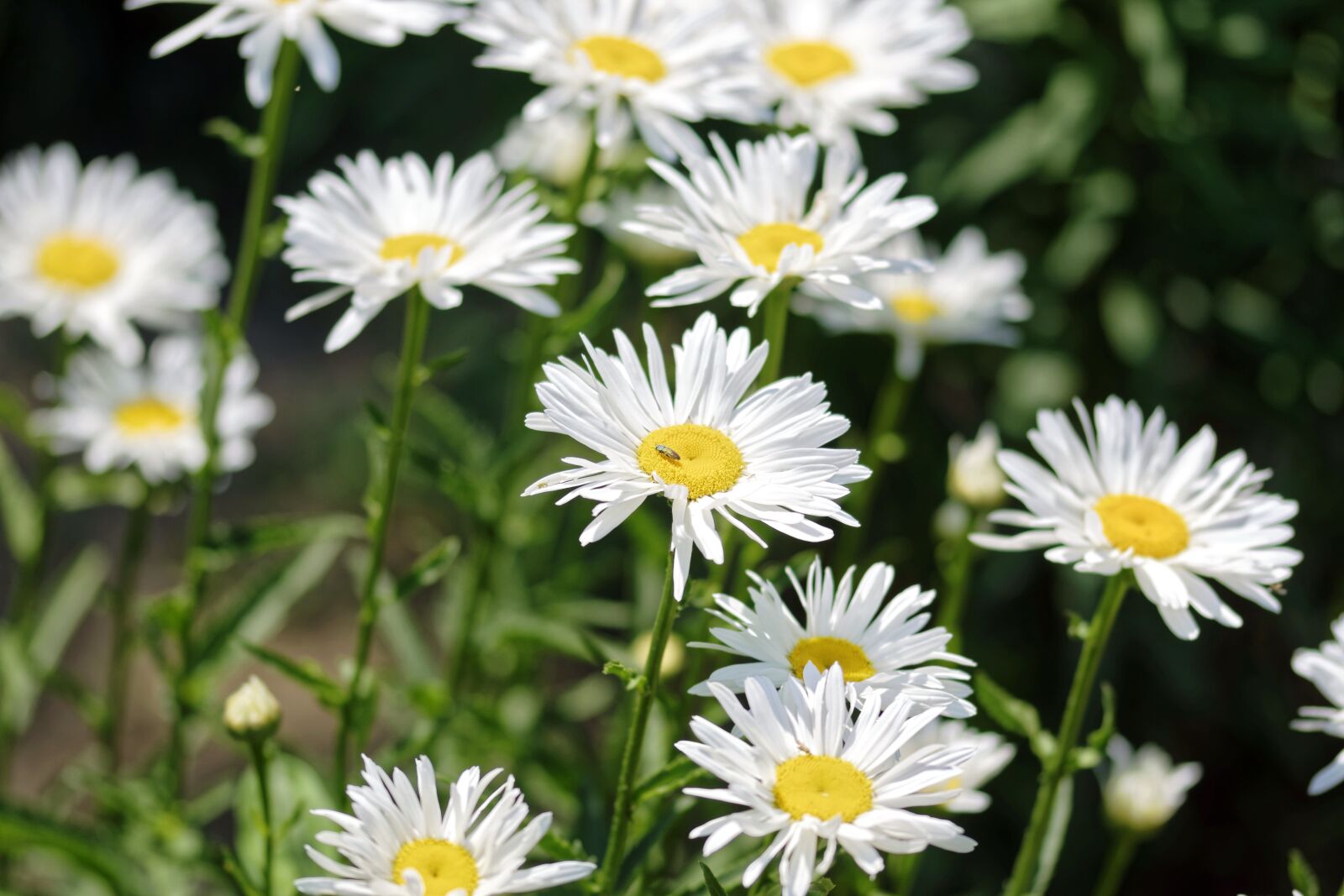 Nikon D5300 sample photo. Flowers, daisies, the blooming photography