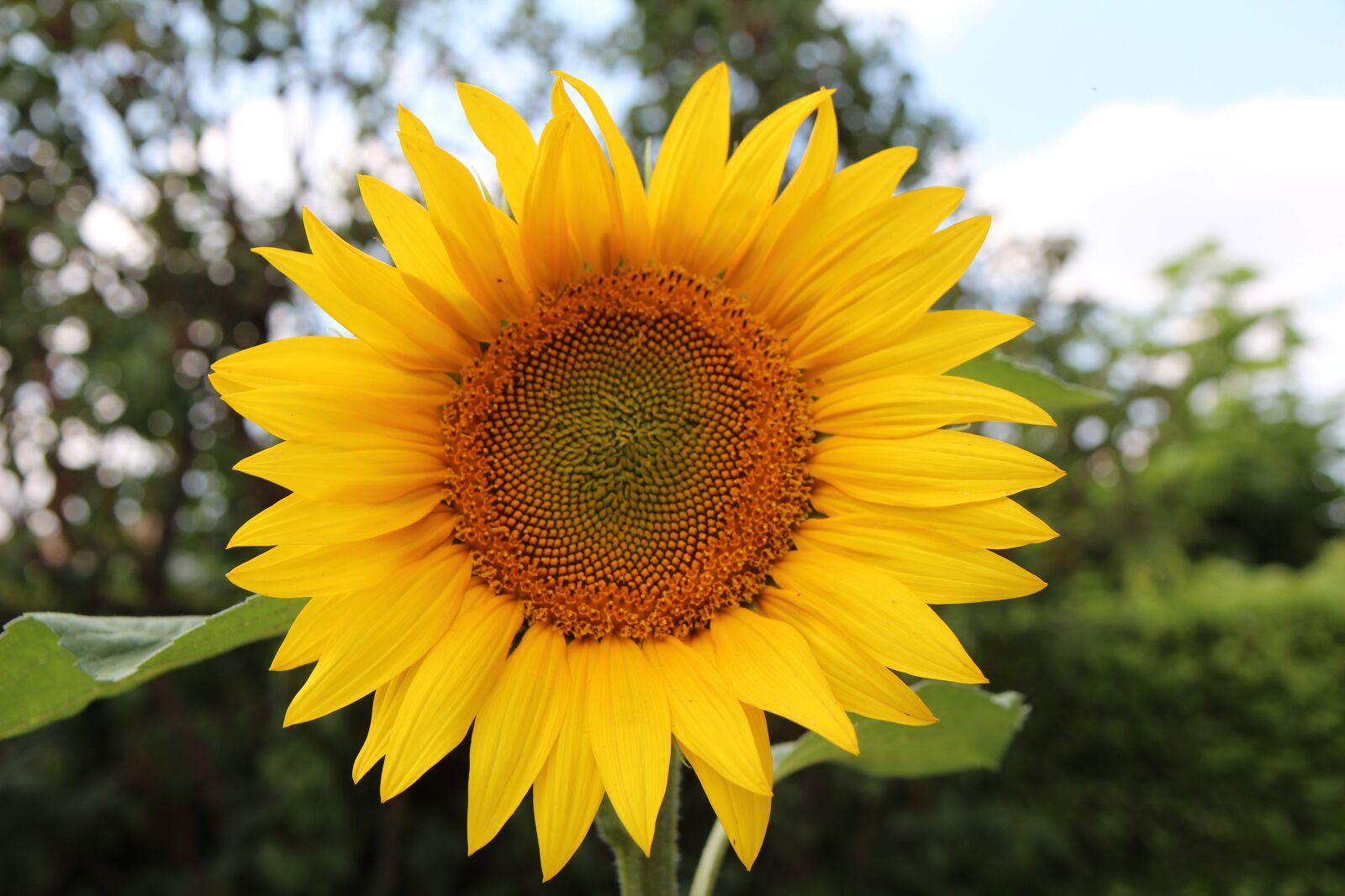 Canon EOS 600D (Rebel EOS T3i / EOS Kiss X5) sample photo. Sunflower, flower sun, agriculture photography