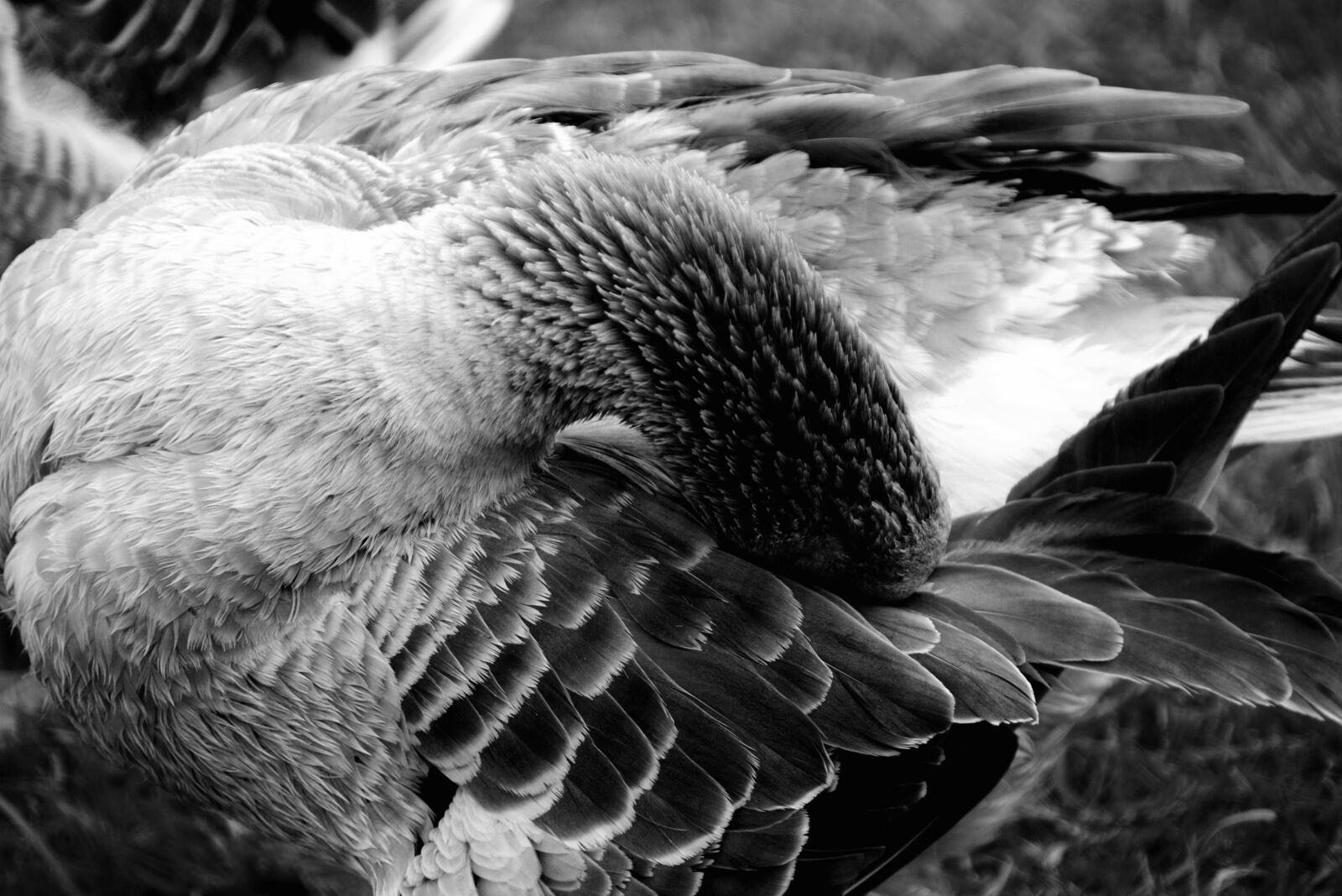 Nikon D610 sample photo. Goose, domestic goose, animal photography