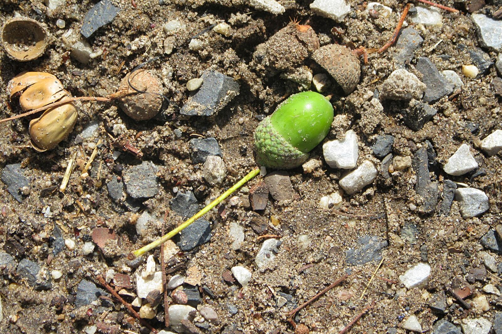 Canon PowerShot SX610 HS sample photo. Acorn, green, fruits photography