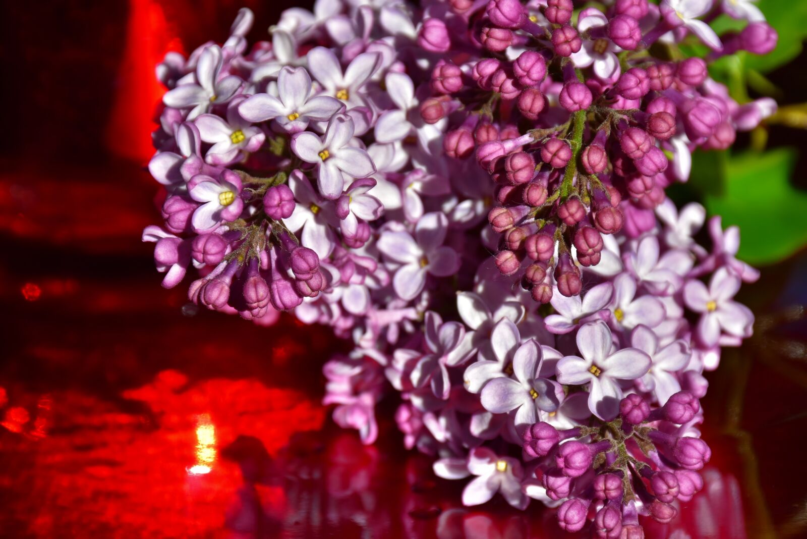 Nikon D7200 sample photo. Lilac, ornamental shrub, flowers photography