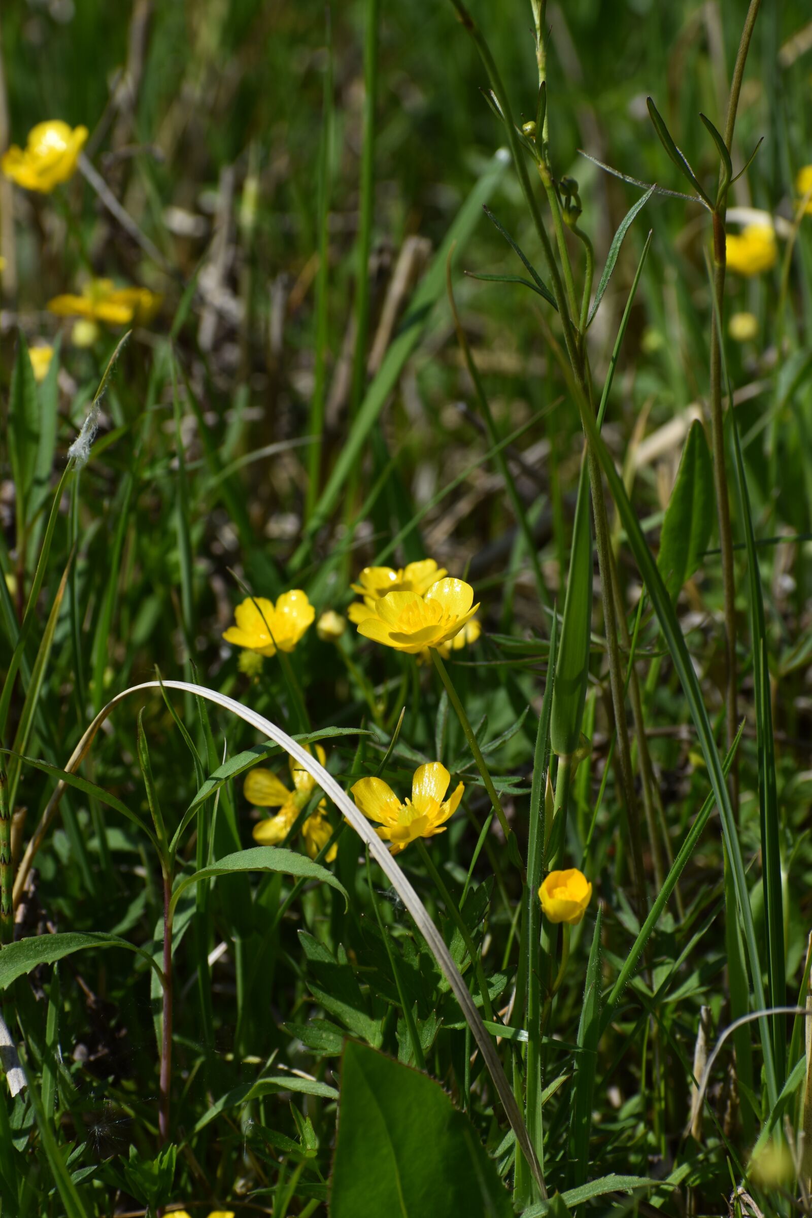 Nikon D3500 sample photo. Flowers, spring, flora photography