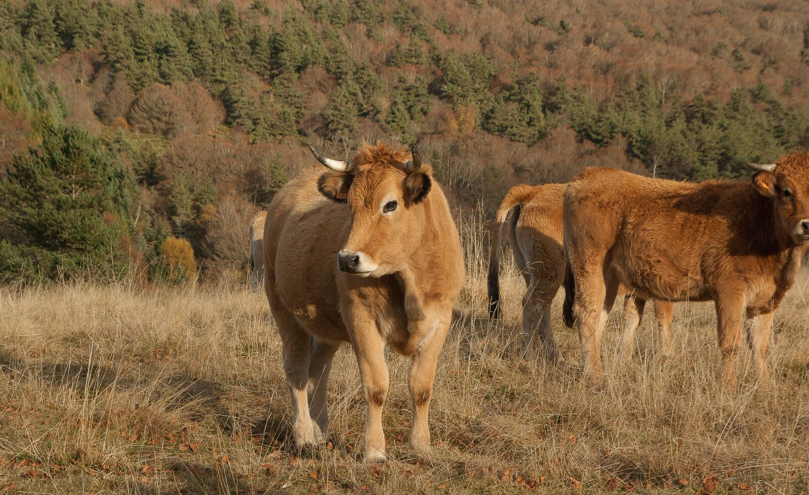 Pentax K10D sample photo. Lozère, herd, cows photography