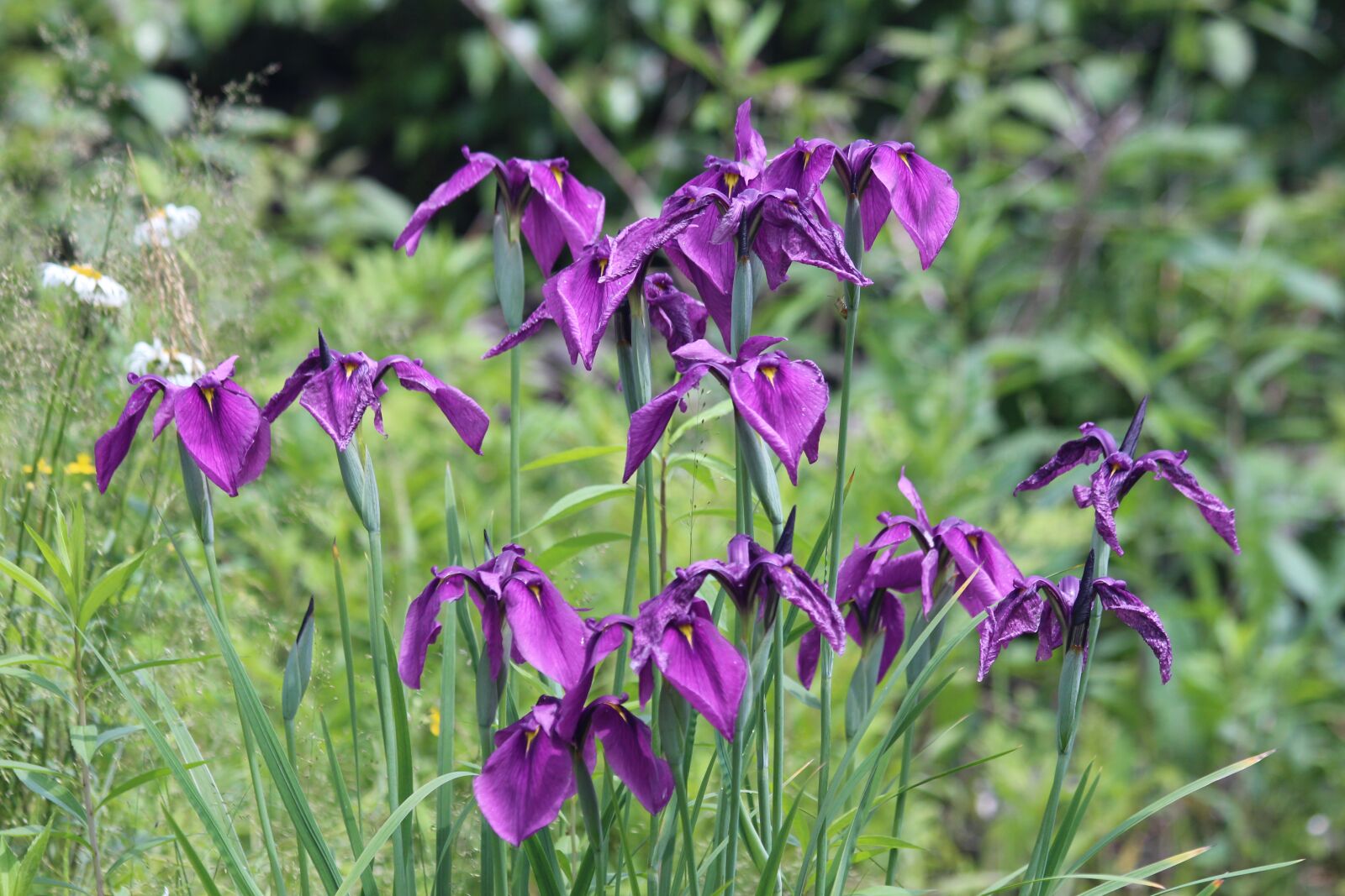 Canon EOS 650D (EOS Rebel T4i / EOS Kiss X6i) sample photo. Iris, nature, flower photography