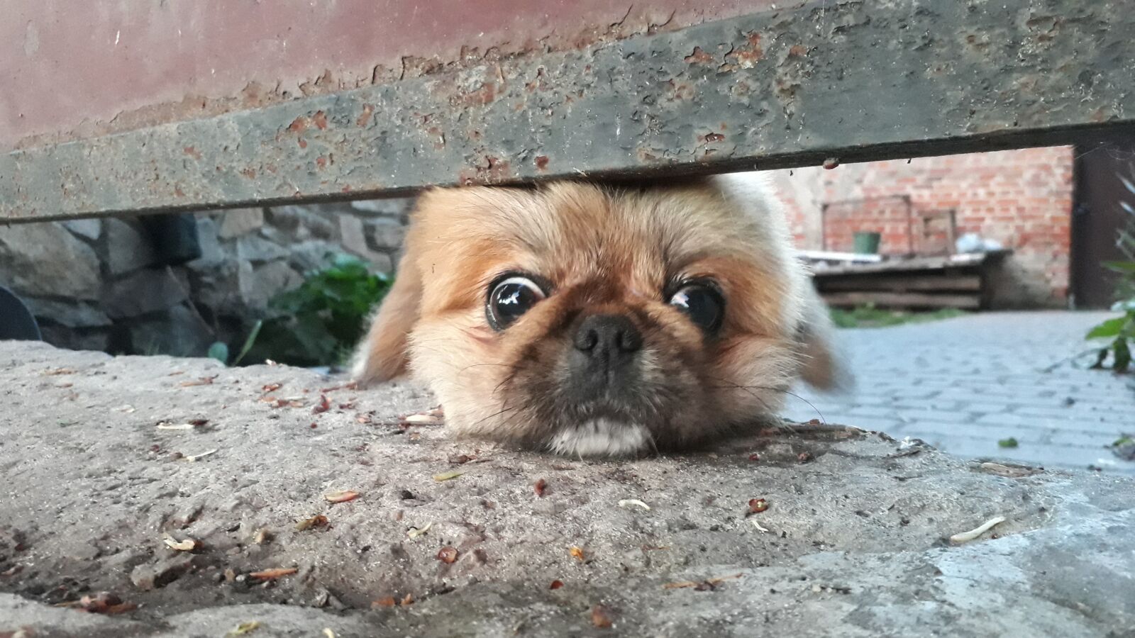 Samsung Galaxy A3(2017) sample photo. Animals, dog, puppy photography