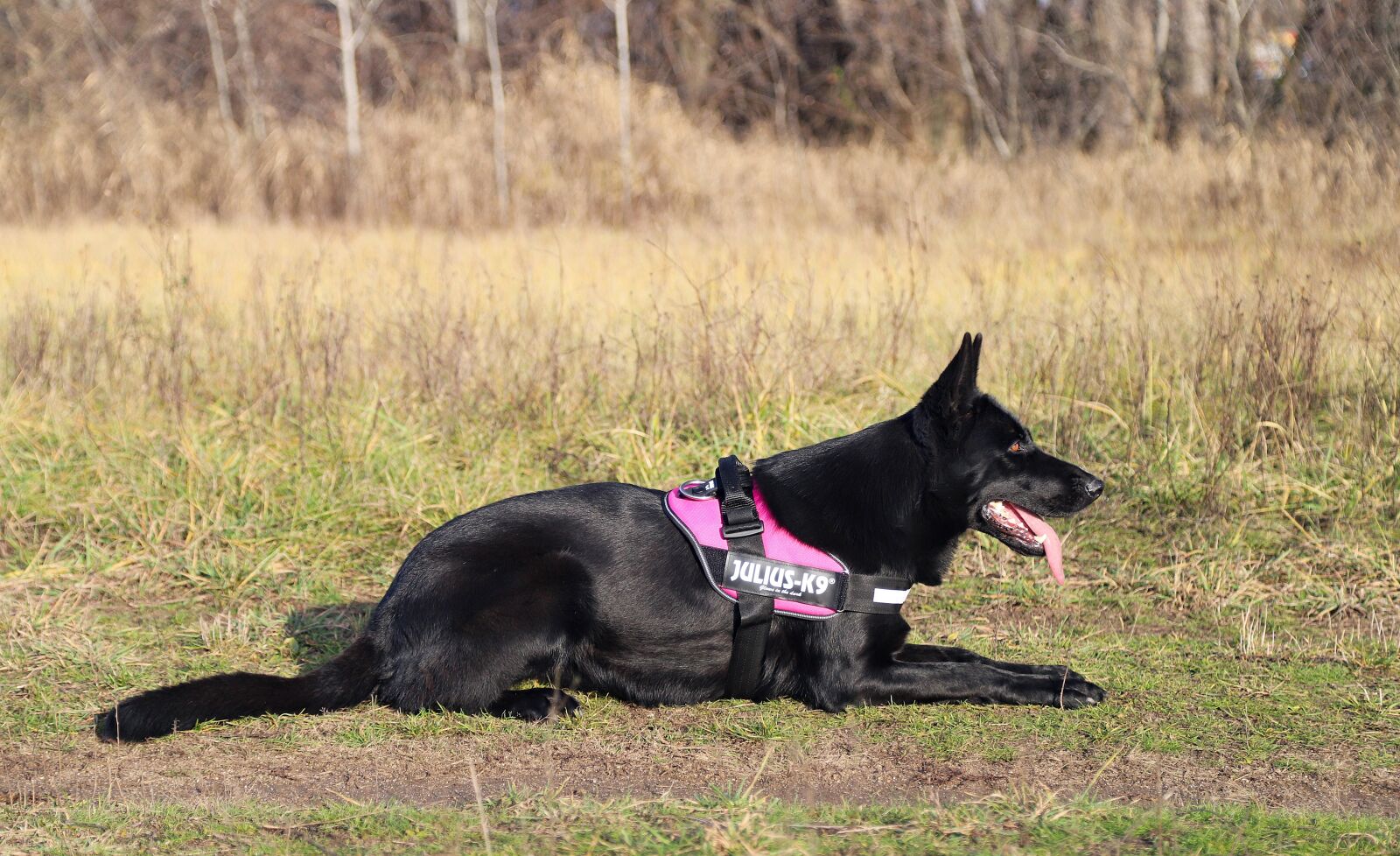 Canon EOS 6D Mark II sample photo. Black german shepherd, dog photography