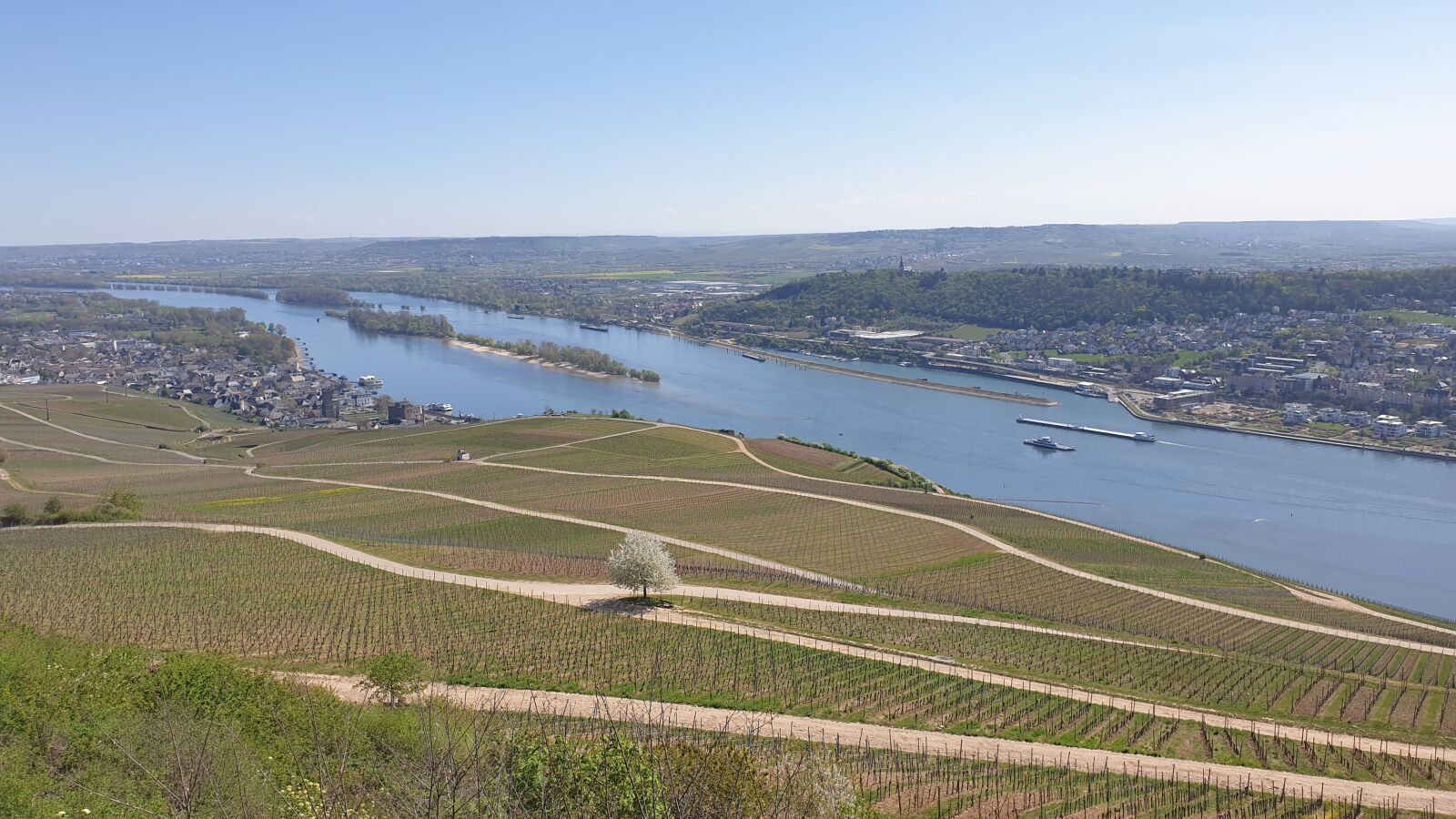 Samsung Galaxy Note9 sample photo. Vineyards, rhine, rüdesheim photography
