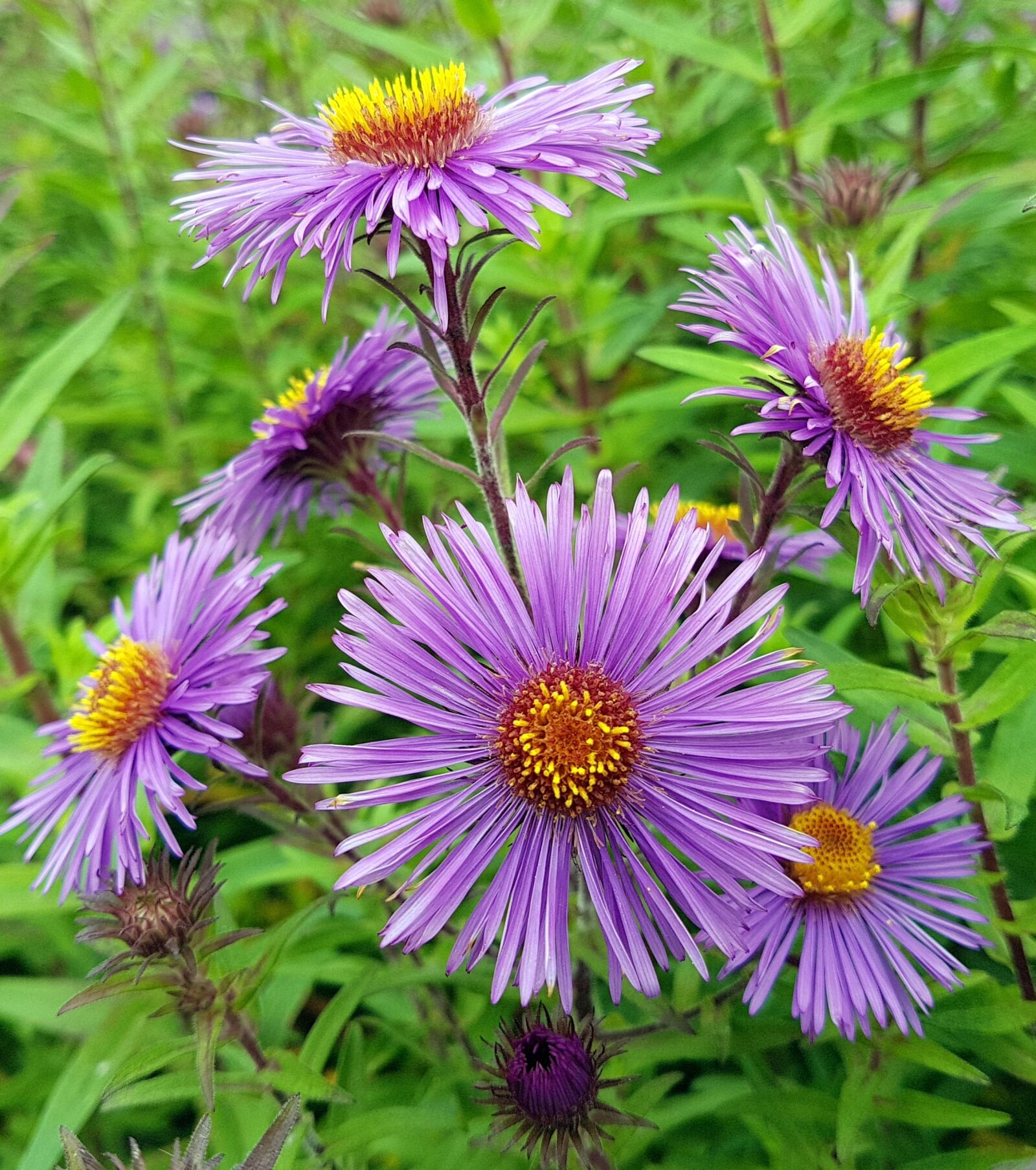 Samsung Galaxy S7 Edge sample photo. Nature, flora, flower photography