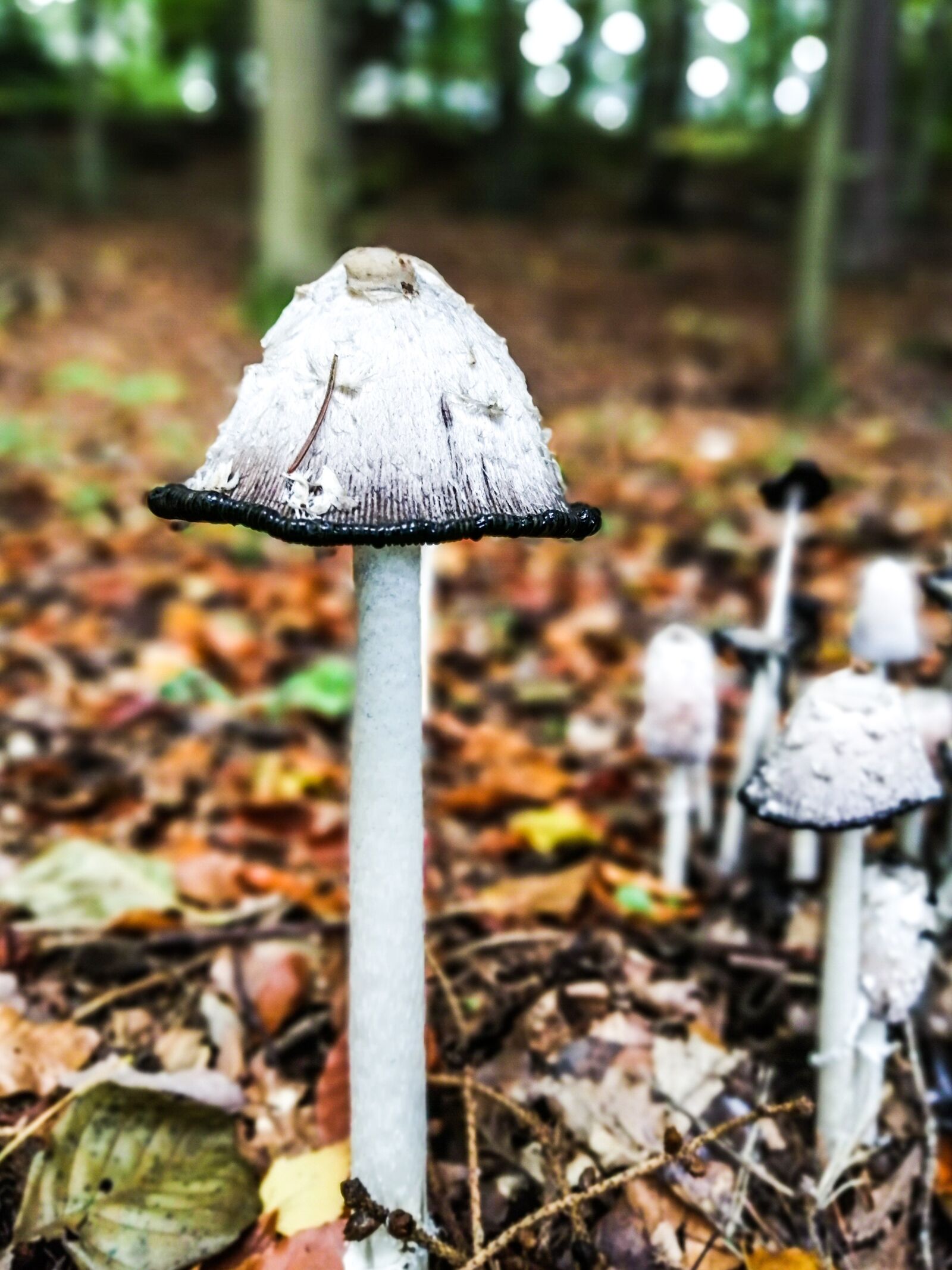 HUAWEI JSN-L21 sample photo. Mushroom, comatus, autumn photography