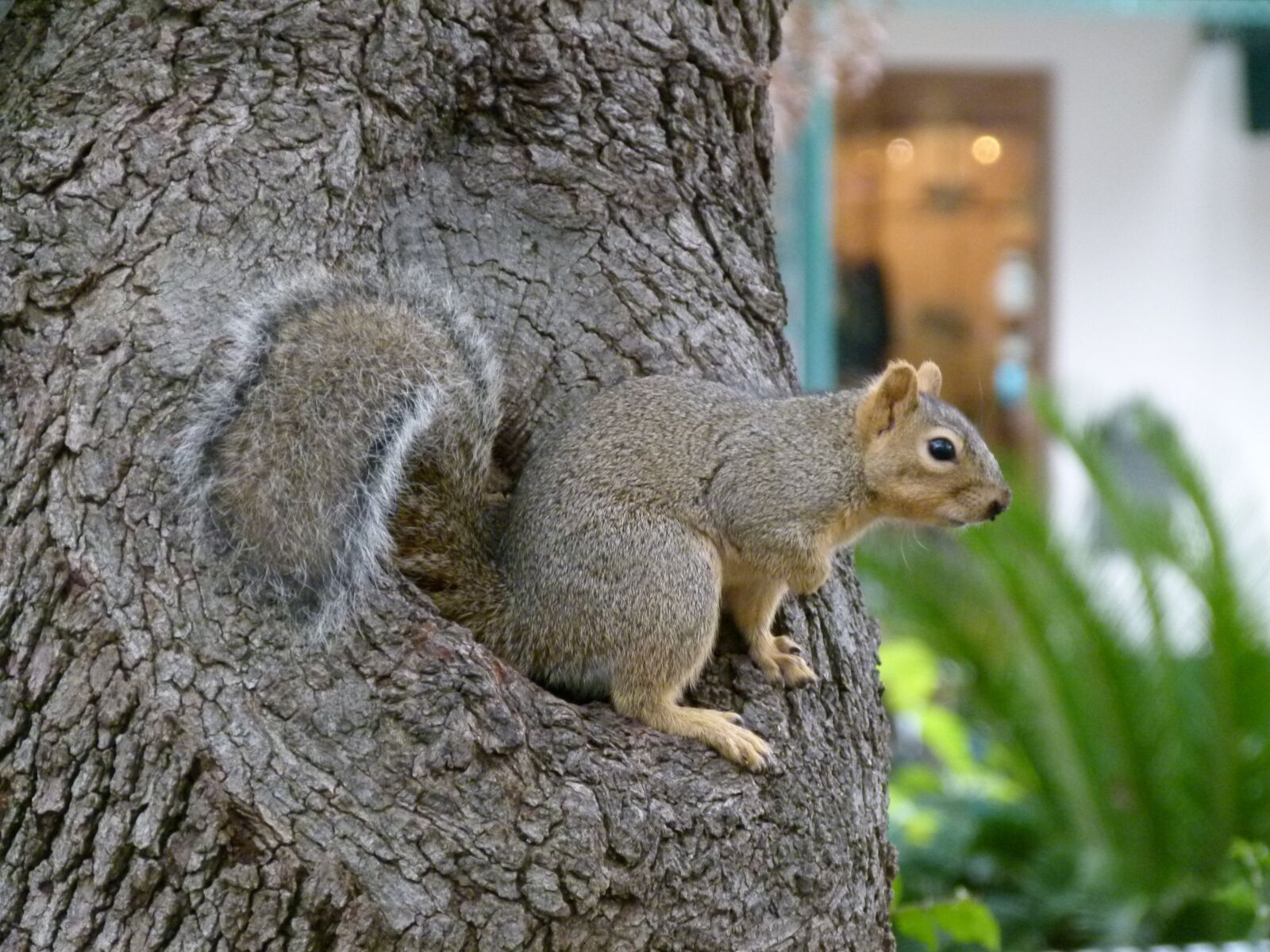 Panasonic Lumix DMC-FZ100 sample photo. Squirrel, animal, possierlich photography