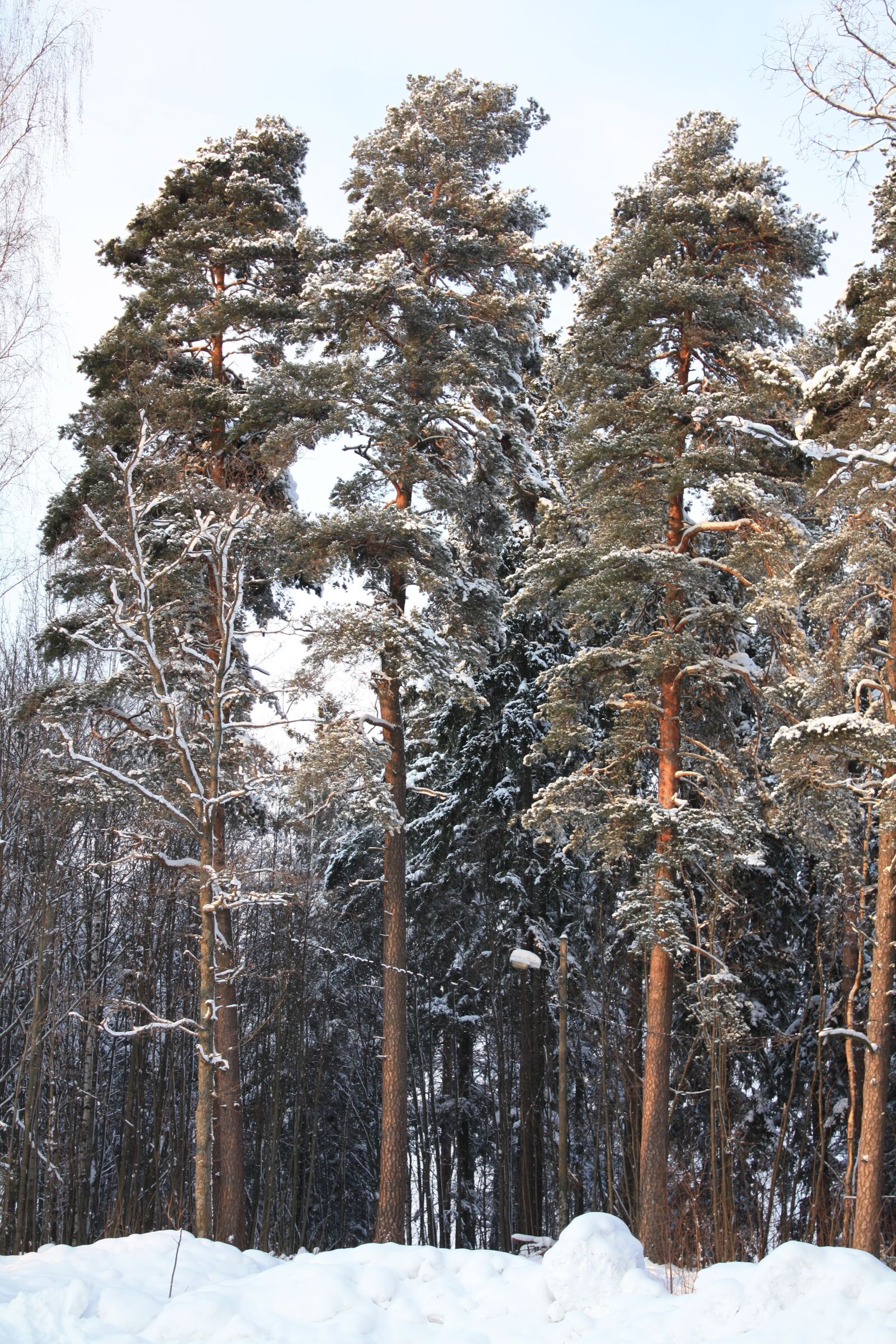 Canon EOS 450D (EOS Rebel XSi / EOS Kiss X2) sample photo. Winter, finland, snow photography