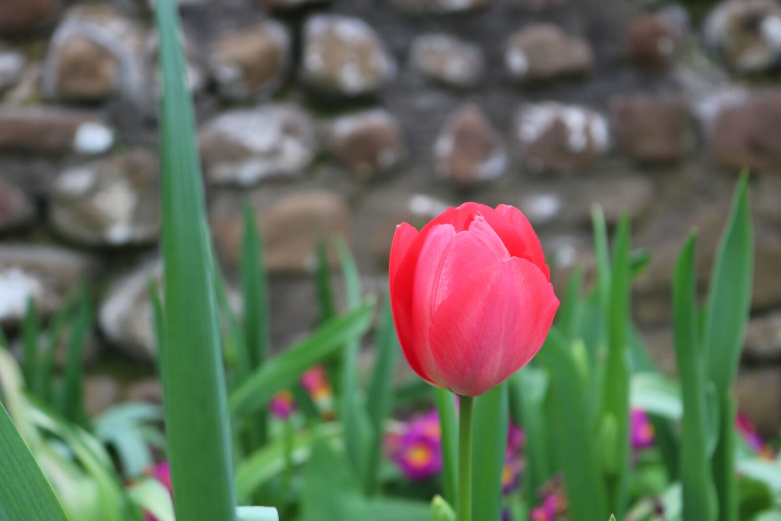 Canon EOS 750D (EOS Rebel T6i / EOS Kiss X8i) sample photo. Flower, flowers, tulip photography