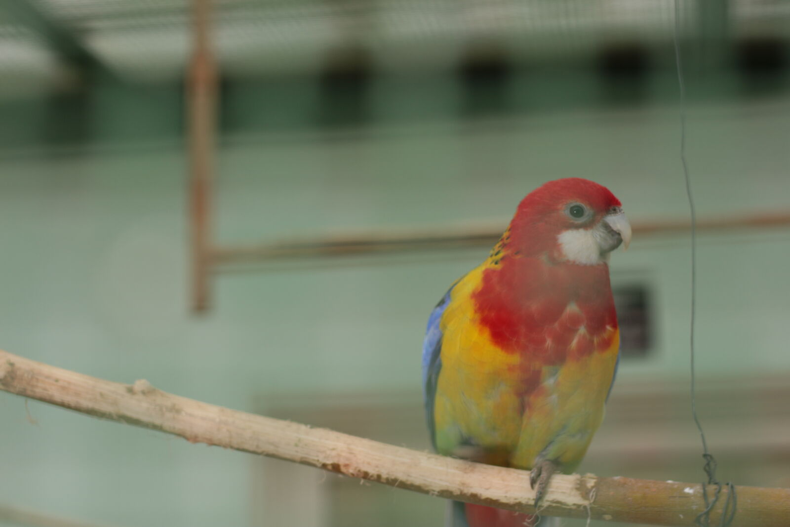 Canon EF 50mm F1.8 STM sample photo. Close, up, of, parrot photography