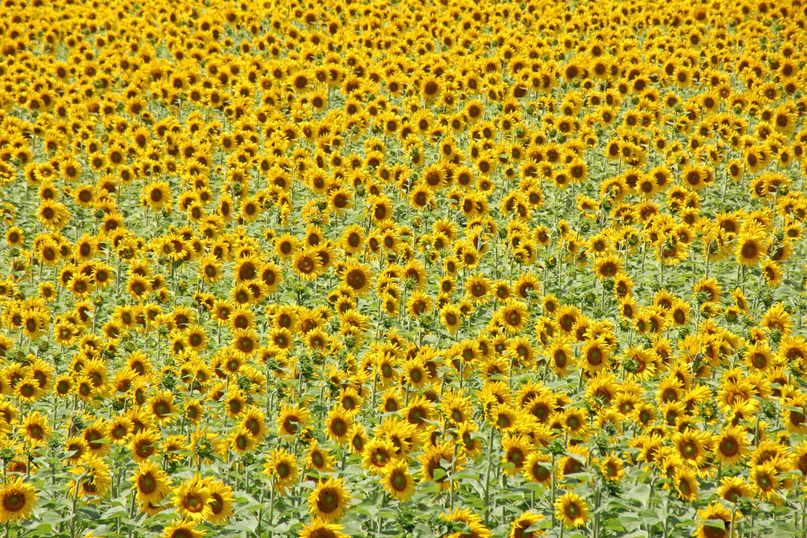 Canon EOS 60D sample photo. Sunflower, nature, sunflower field photography