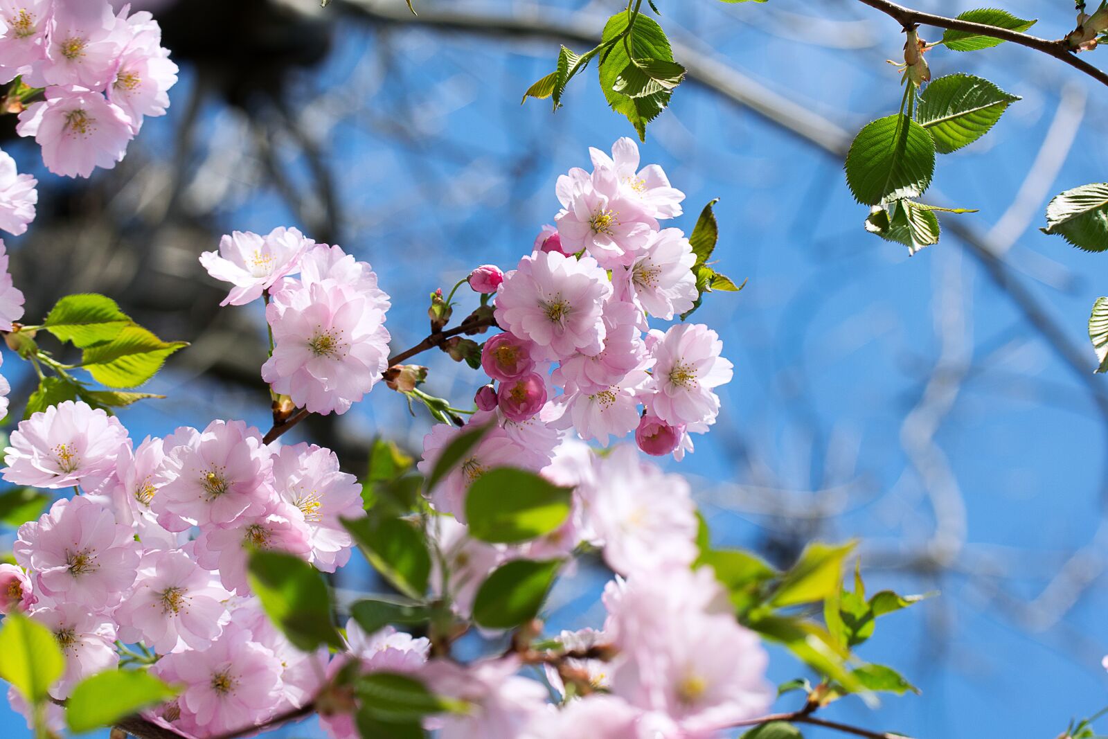 Nikon D3300 sample photo. Nature, inflorescence, cherry photography