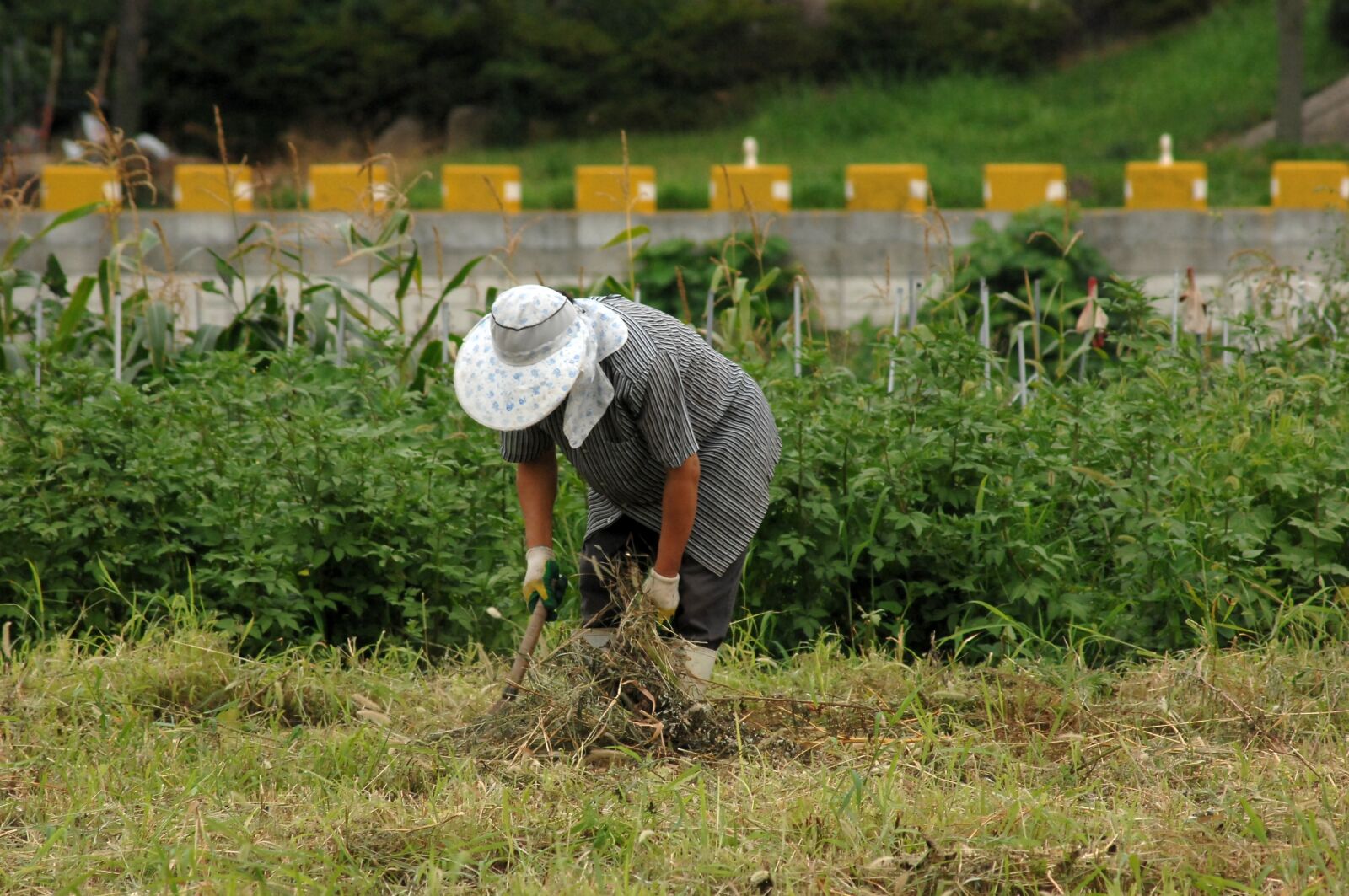 Nikon D2Xs sample photo. Farmer, field, days photography