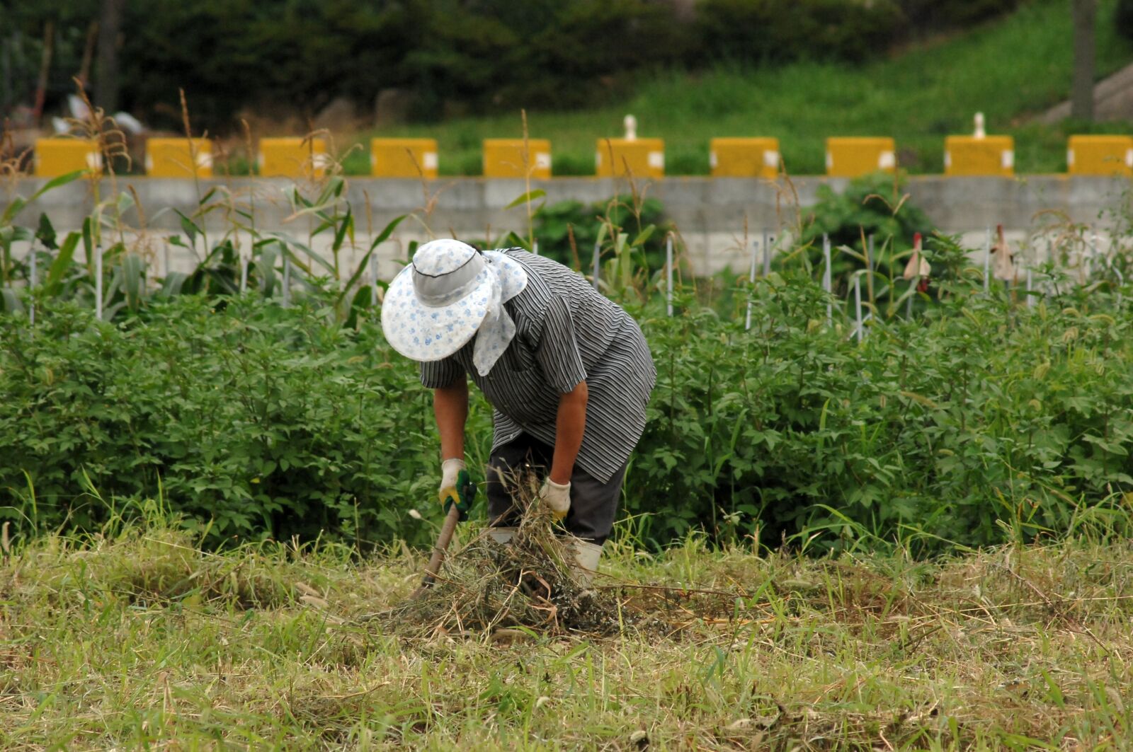 Nikon D2Xs sample photo. Farmer, field, days photography