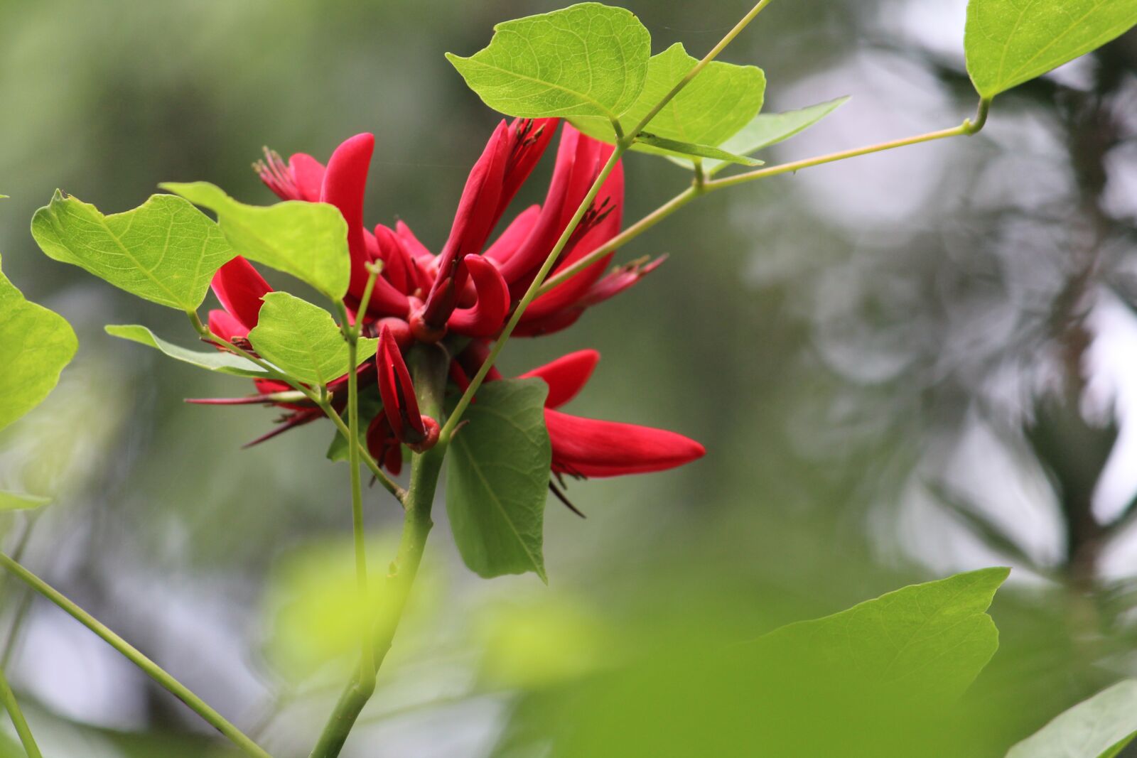 Canon EOS 1300D (EOS Rebel T6 / EOS Kiss X80) sample photo. Flower, green, nature photography