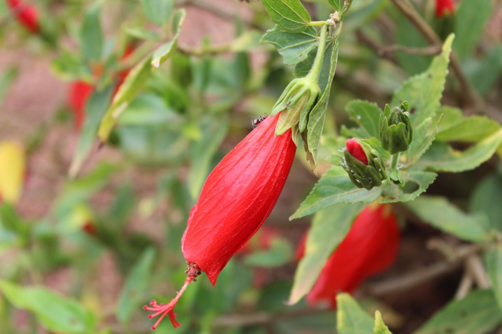 Canon EOS 1300D (EOS Rebel T6 / EOS Kiss X80) sample photo. Flower, red, red flowers photography