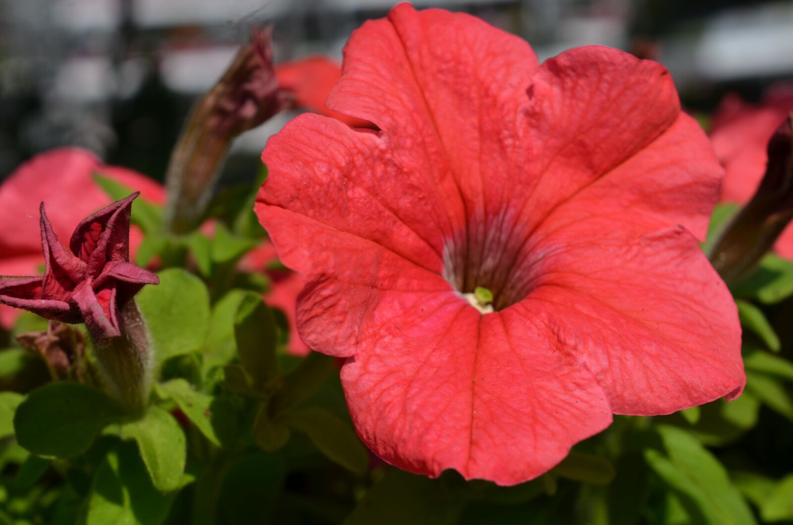 Nikon D7000 sample photo. Plant, flower, floral photography