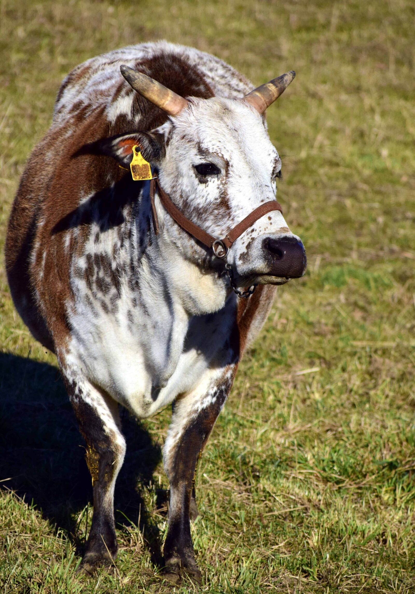 Nikon D3300 sample photo. Grass, livestock, animal, agriculture photography