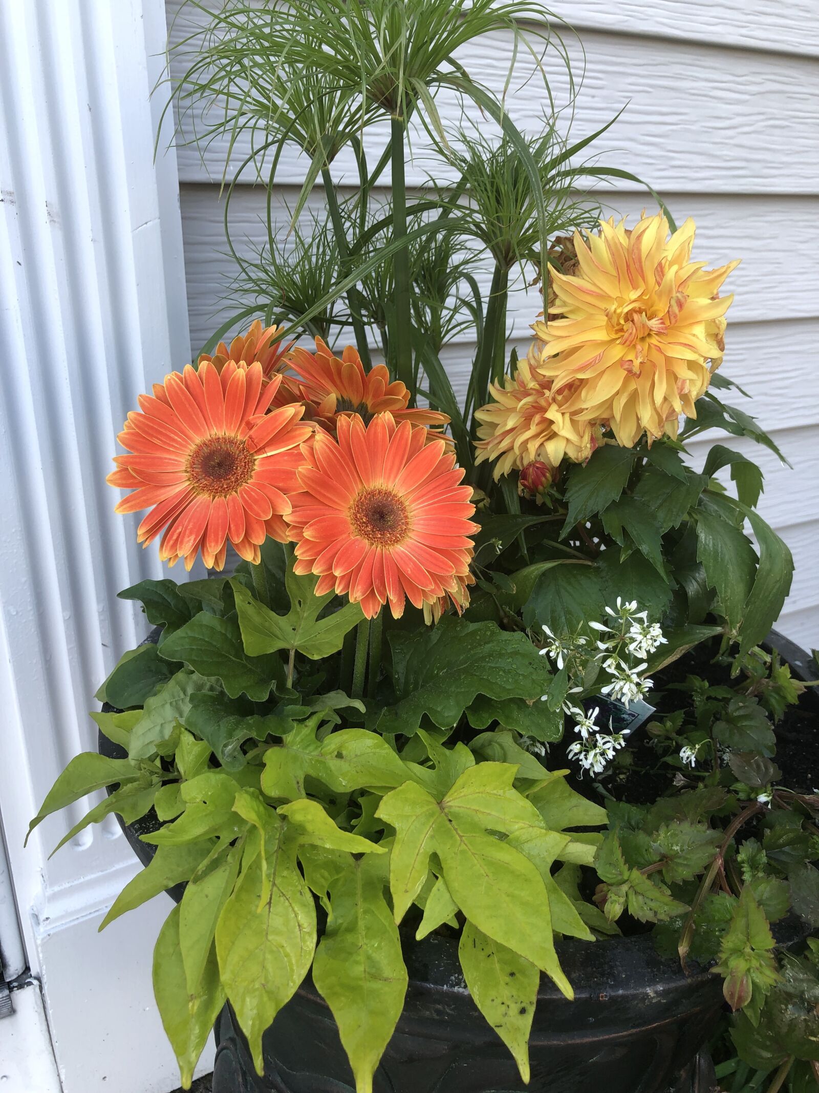 iPhone 8 back camera 3.99mm f/1.8 sample photo. Flowers, plants, nature photography