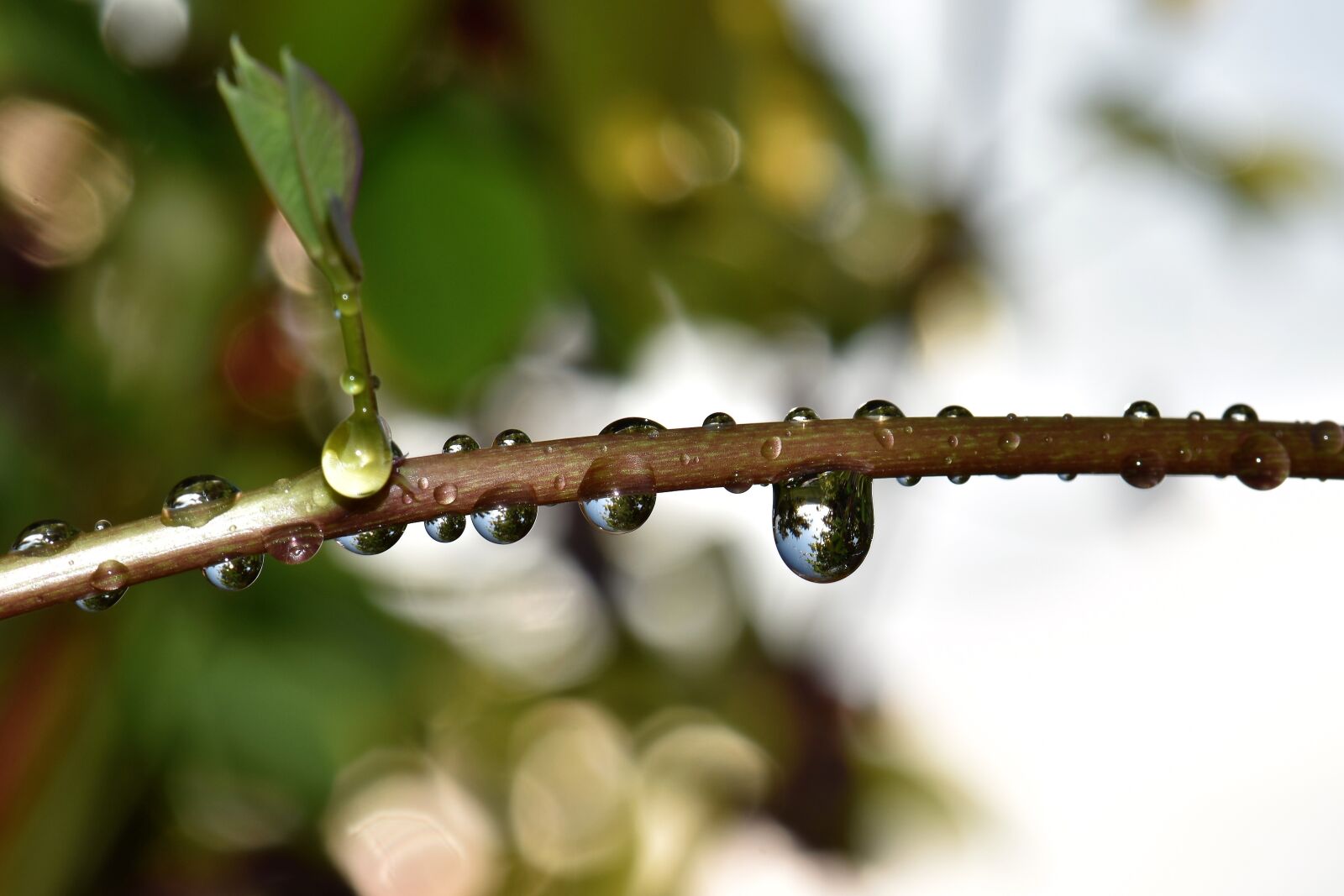 Nikon D5500 sample photo. Raindrop, nature, green photography