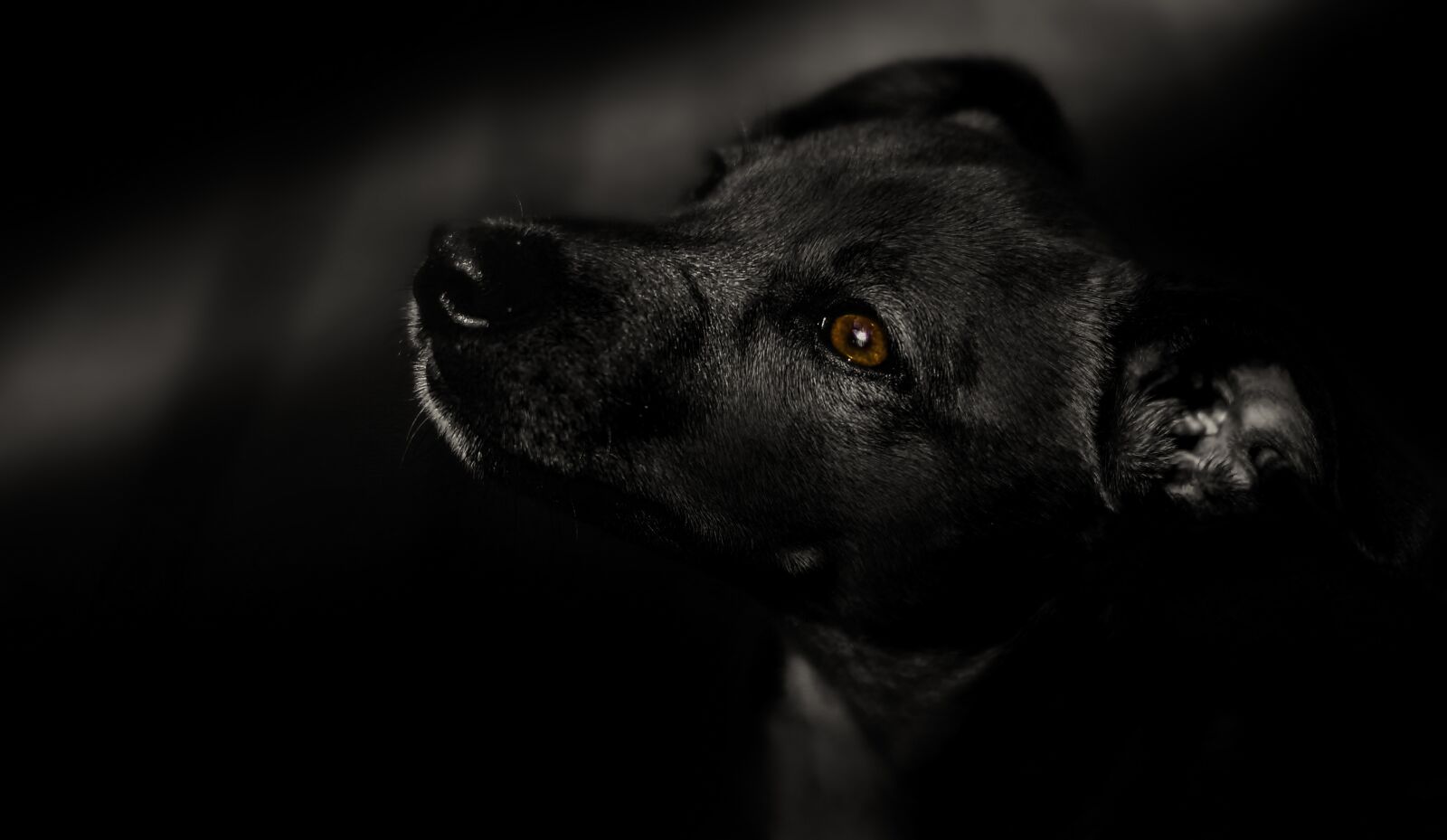 Sony a6000 + E 60mm F2.8 sample photo. Dog, black, pet photography