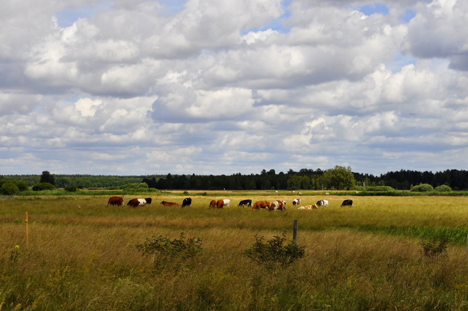 Nikon D5000 sample photo. Meadow, cows, cattle photography