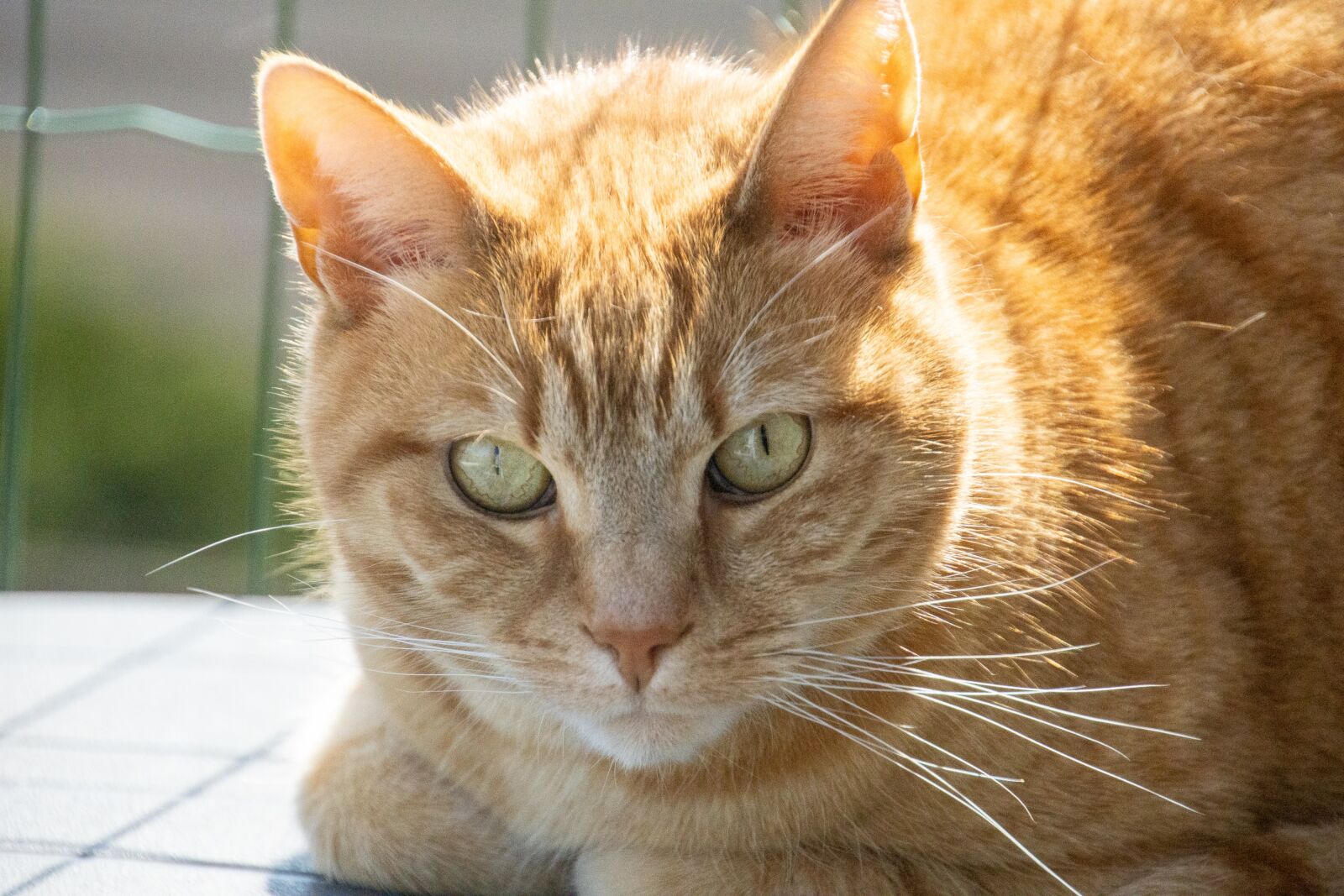 Canon EOS 90D sample photo. Cat, red, domestic cat photography