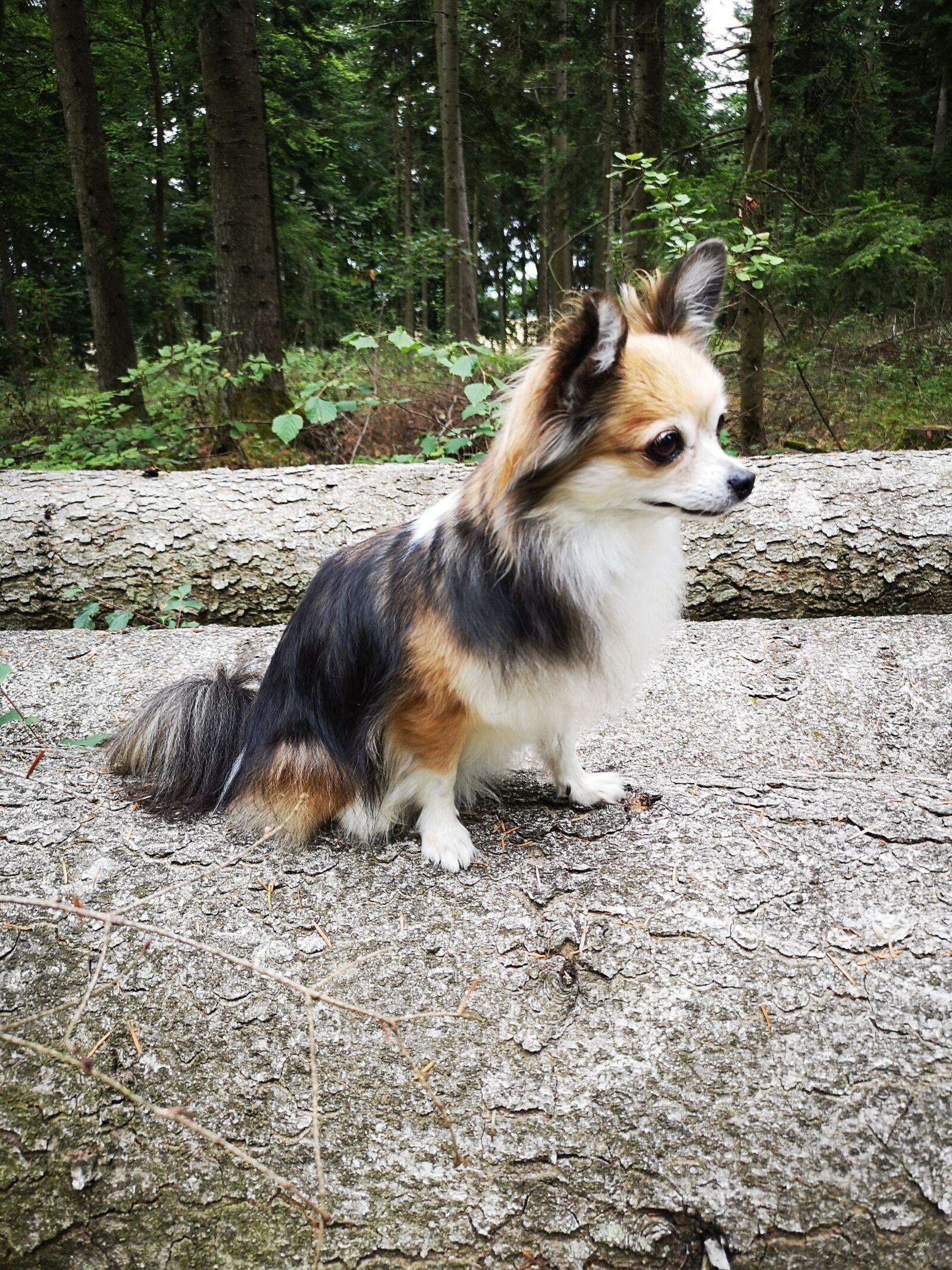 HUAWEI CLT-L29 sample photo. Dog, chihuahua, forest trunk photography