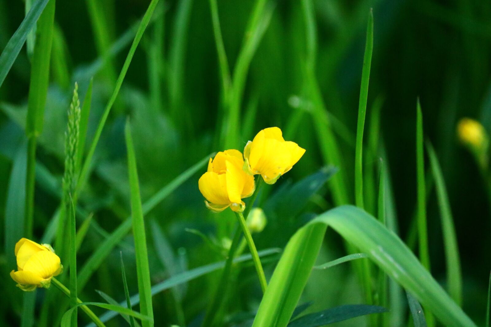 Canon EOS 750D (EOS Rebel T6i / EOS Kiss X8i) sample photo. Buttercup, meadow, close up photography