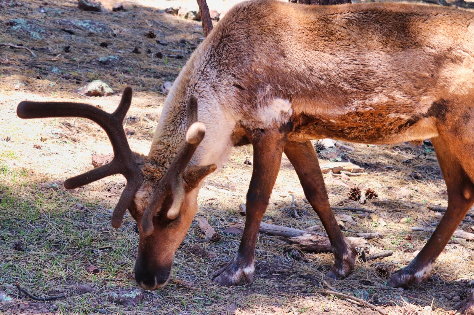 Canon EOS 200D (EOS Rebel SL2 / EOS Kiss X9) sample photo. Reindeer, wild, deer photography