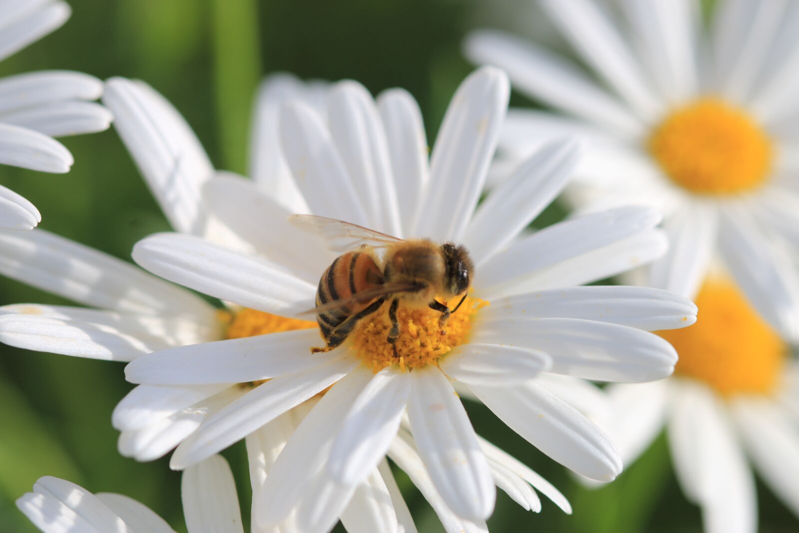 Canon EOS 70D + Canon EF 100mm F2.8 Macro USM sample photo. Daisy, white, flower photography
