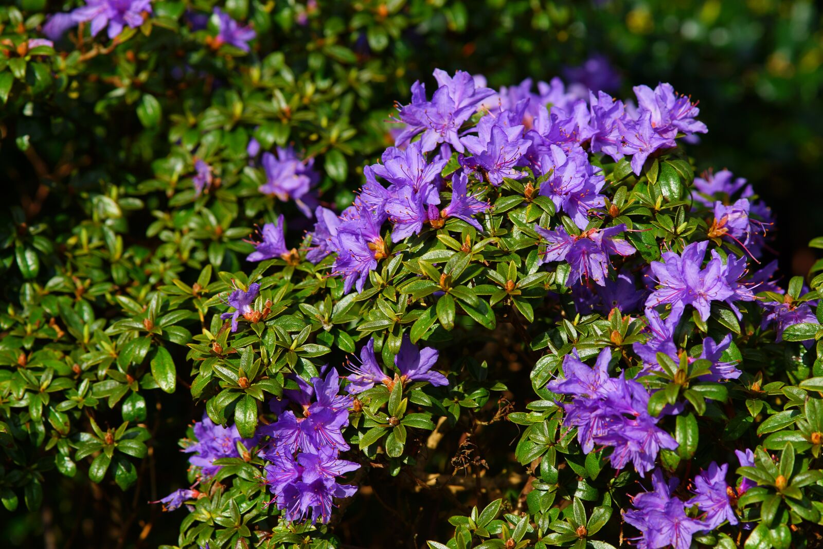 Minolta AF 200mm F2.8 HS-APO G sample photo. Flower, garden, plant photography